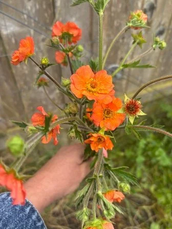 GEUM coccineum Totally Tangerine