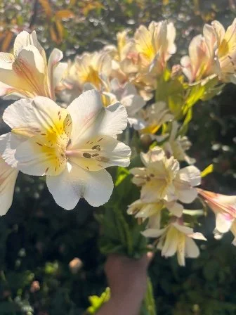 ALSTROEMERIA x hybrida Summer Paradise Summer Sky