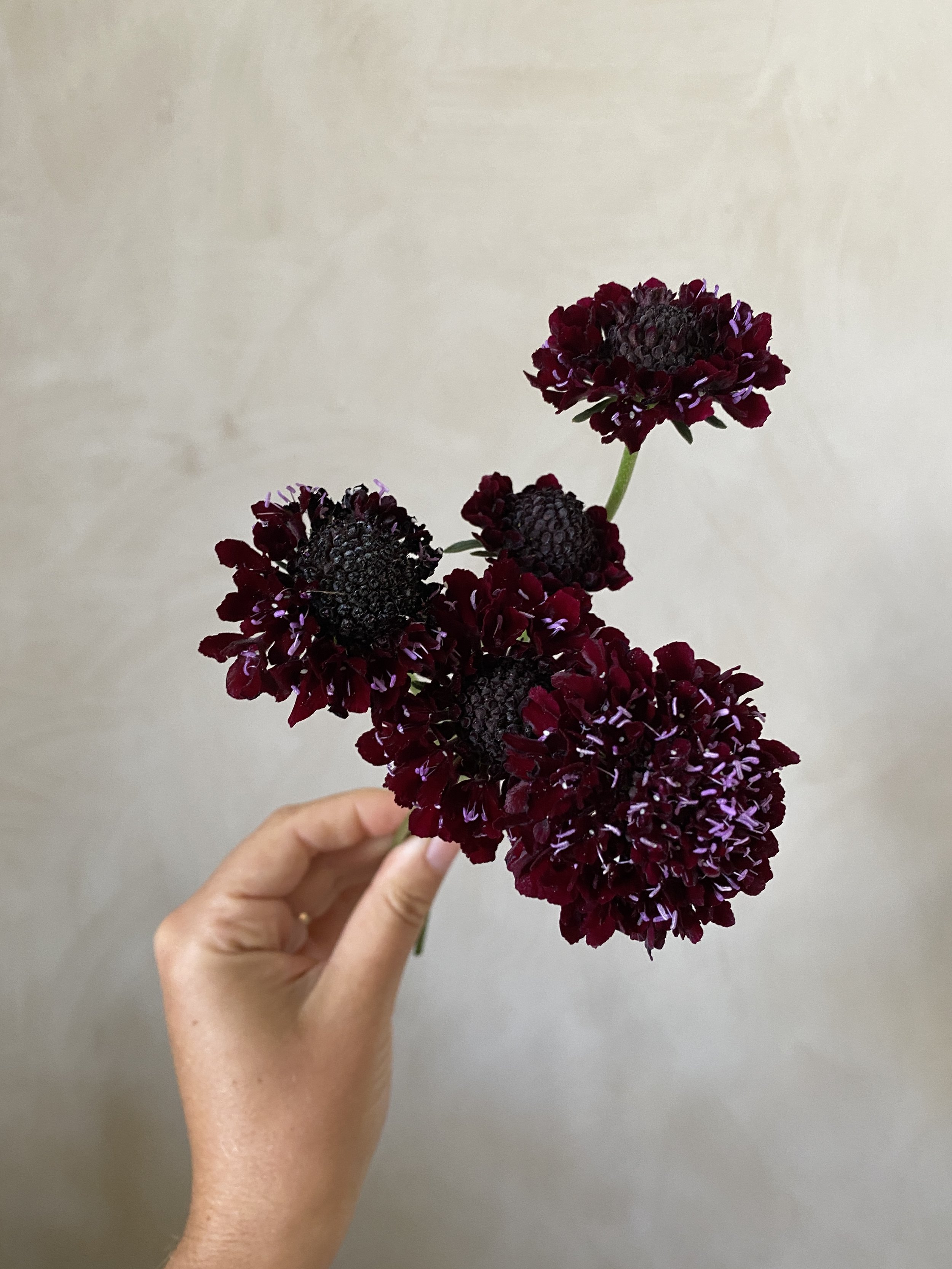 Scabiosa 'Black Knight'