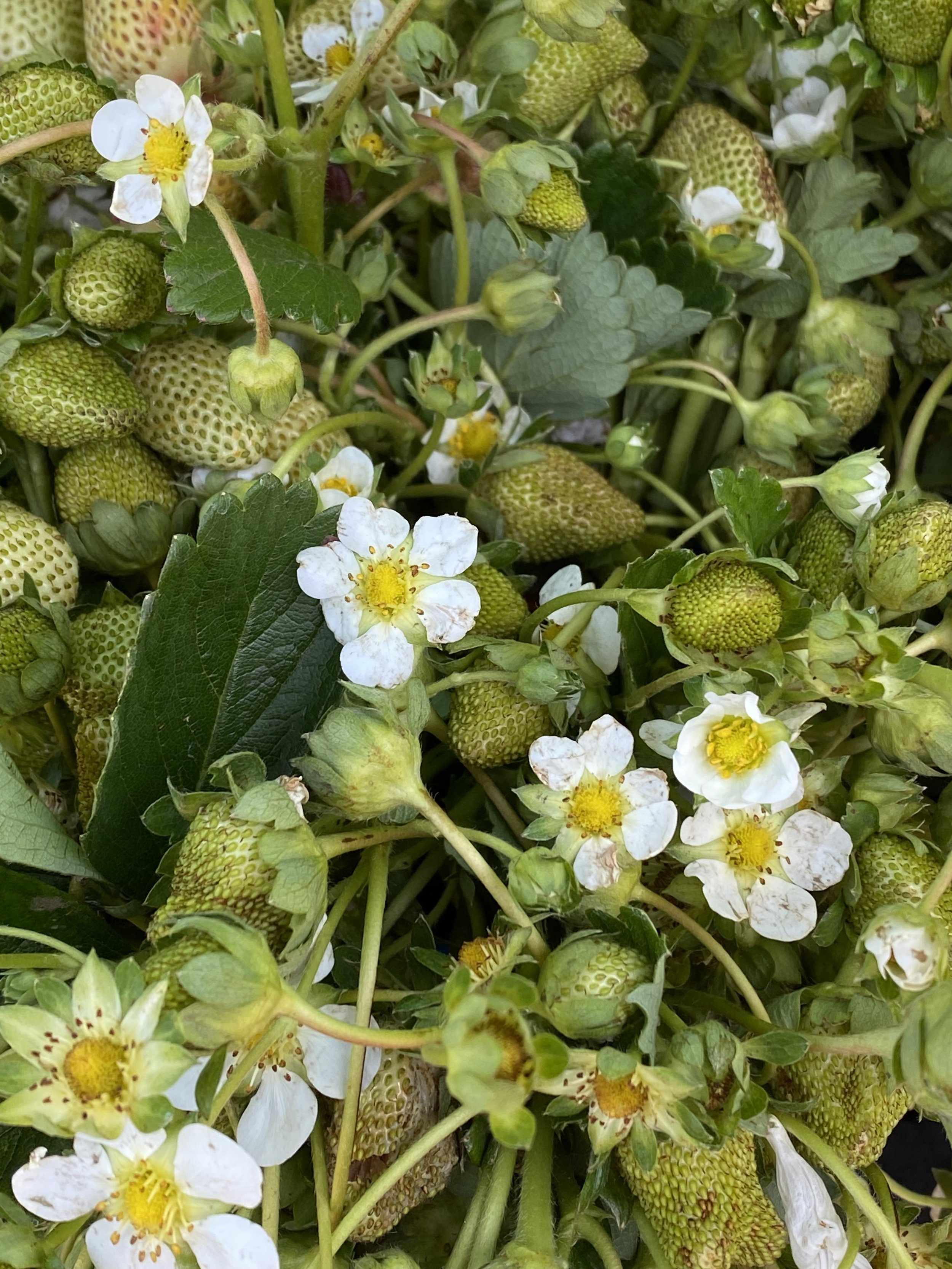 Strawberry