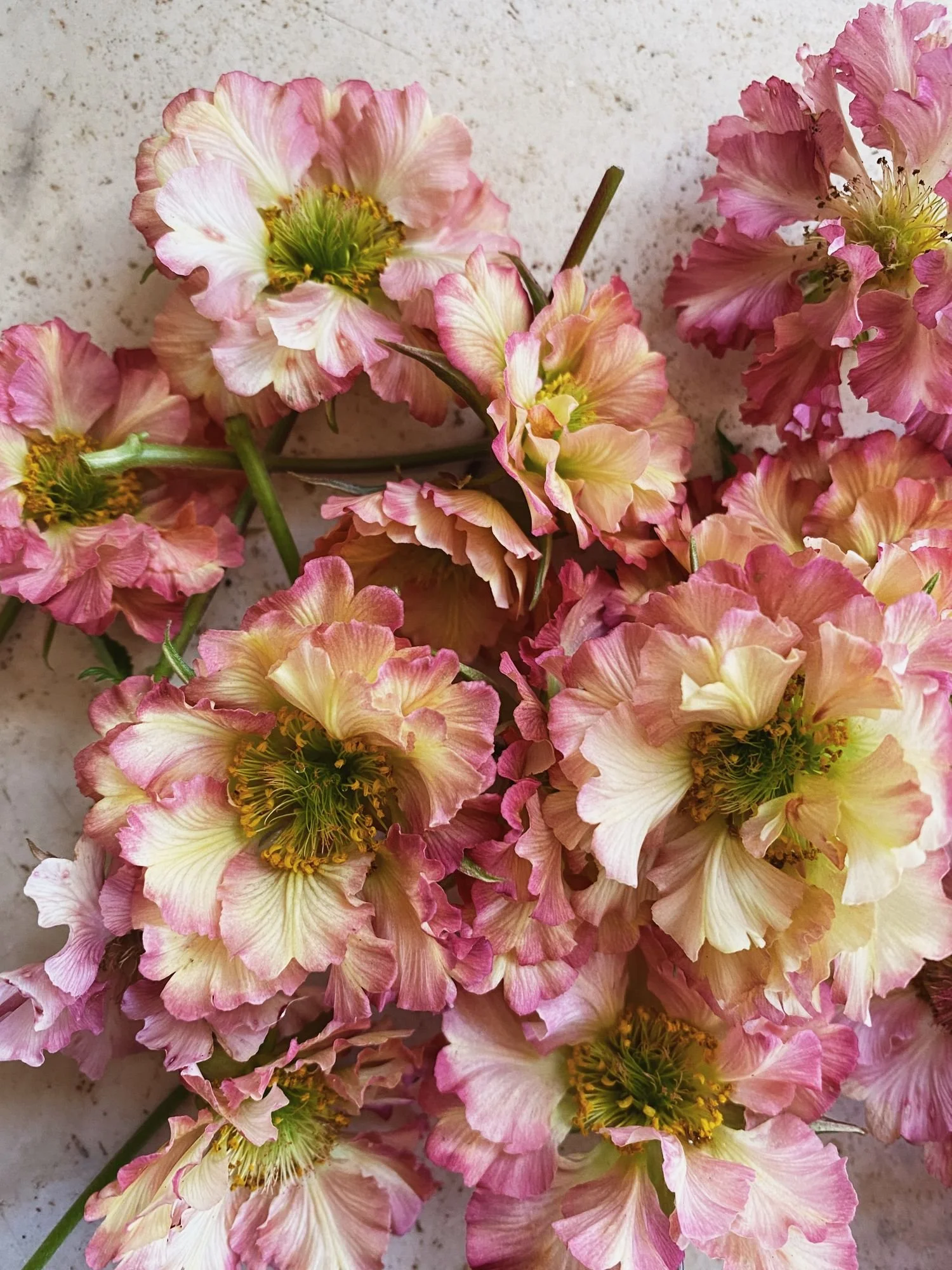 Geum 'Pretticoats Peach'