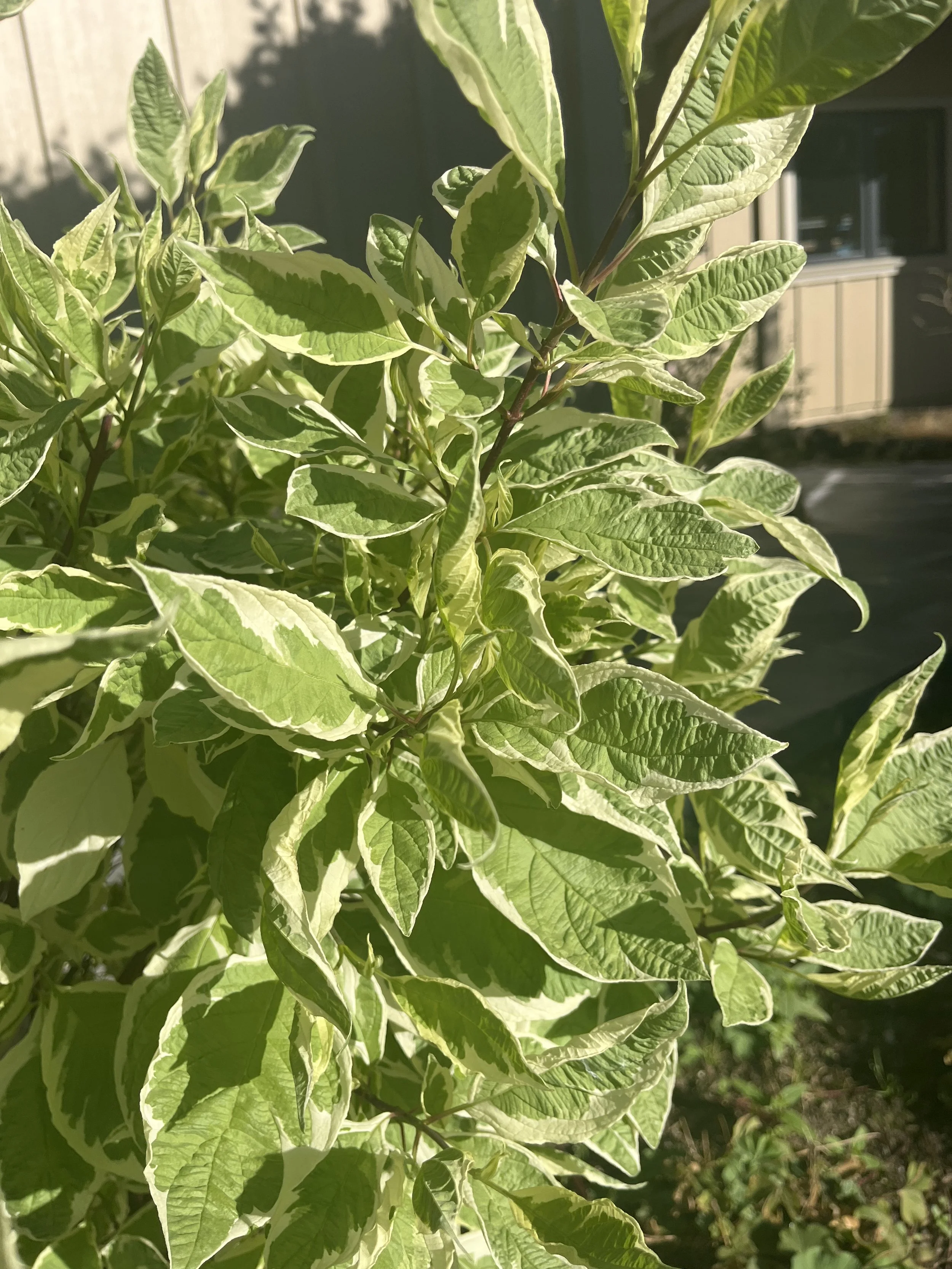 CORNUS alba Sibirica