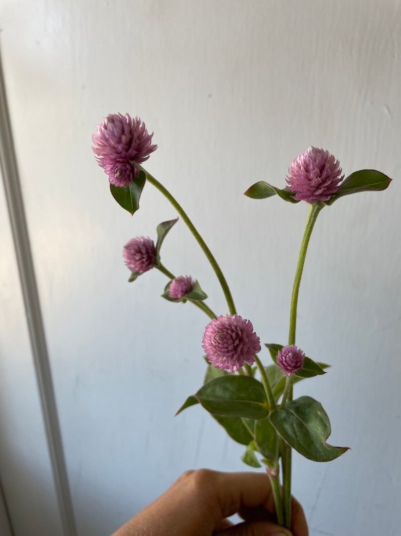 Gomphrena 'Rasberry Cream'