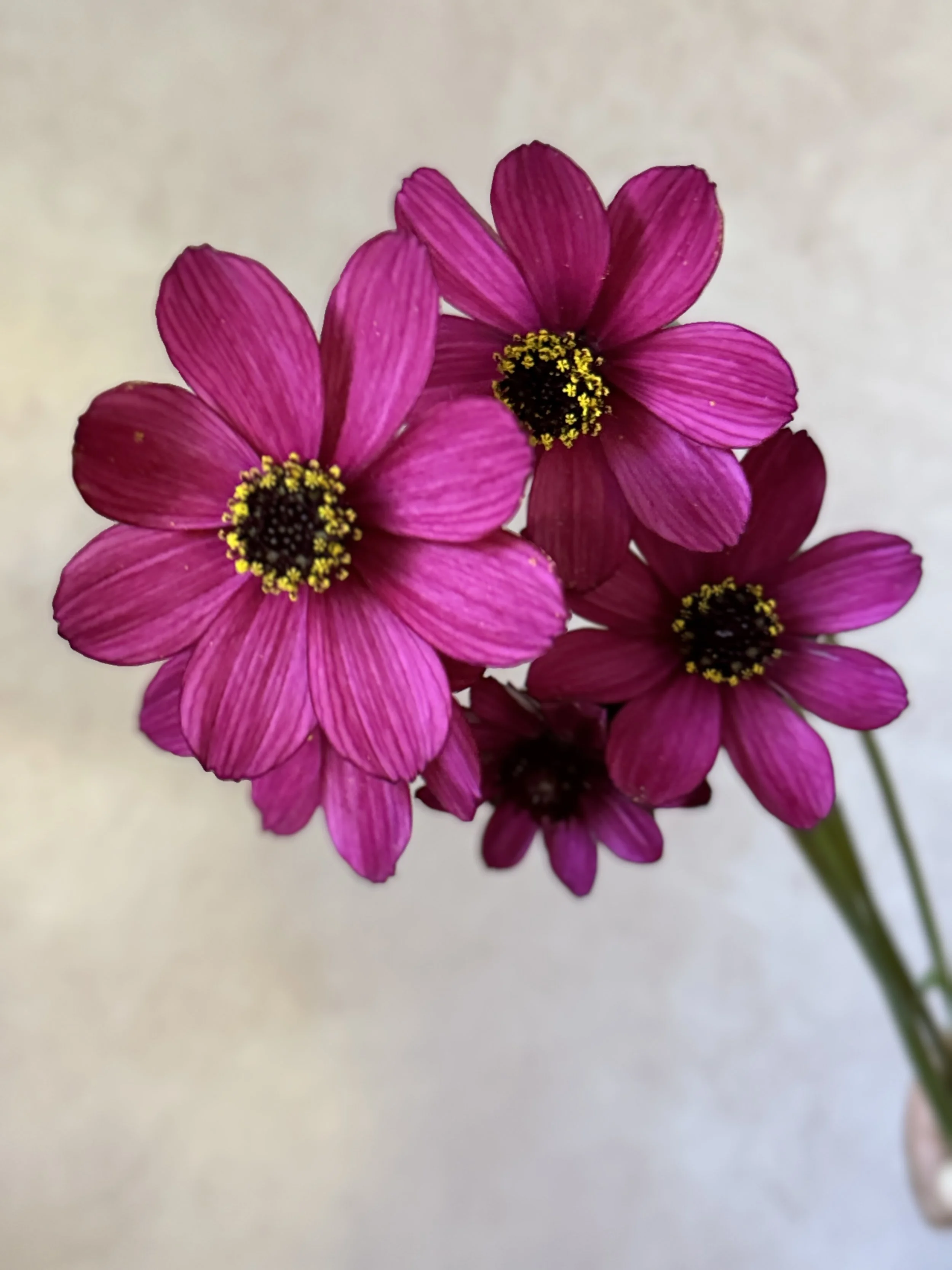 COSMOS atrosanguineus Cherry Chocolate