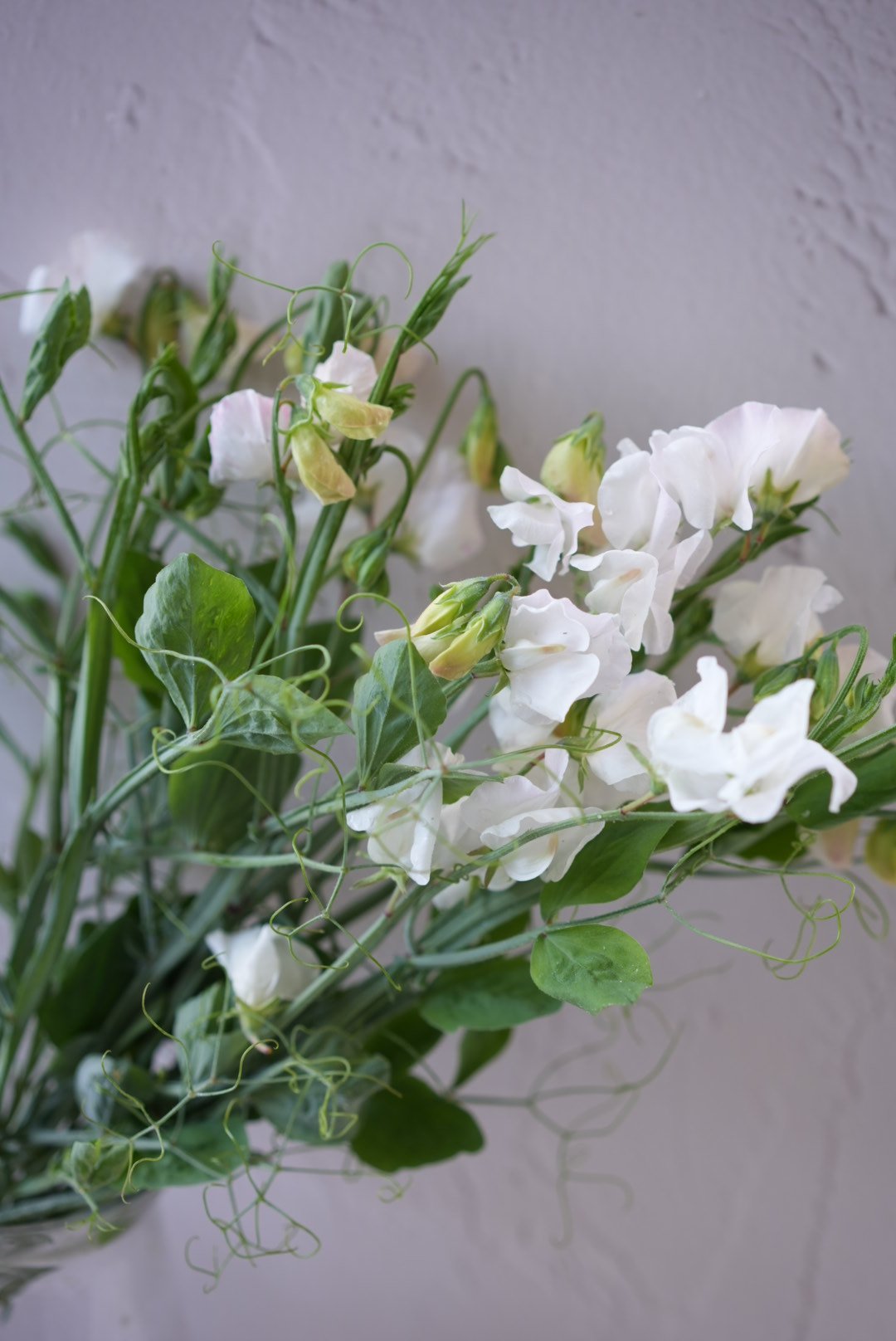 LATHYRUS odoratus Cream/White Mix