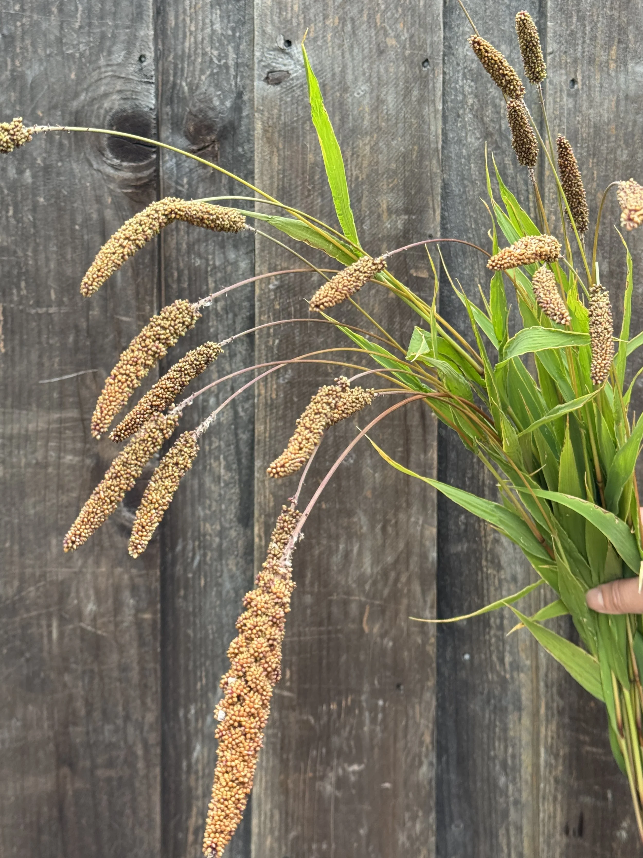 SETARIA italica Lowlander