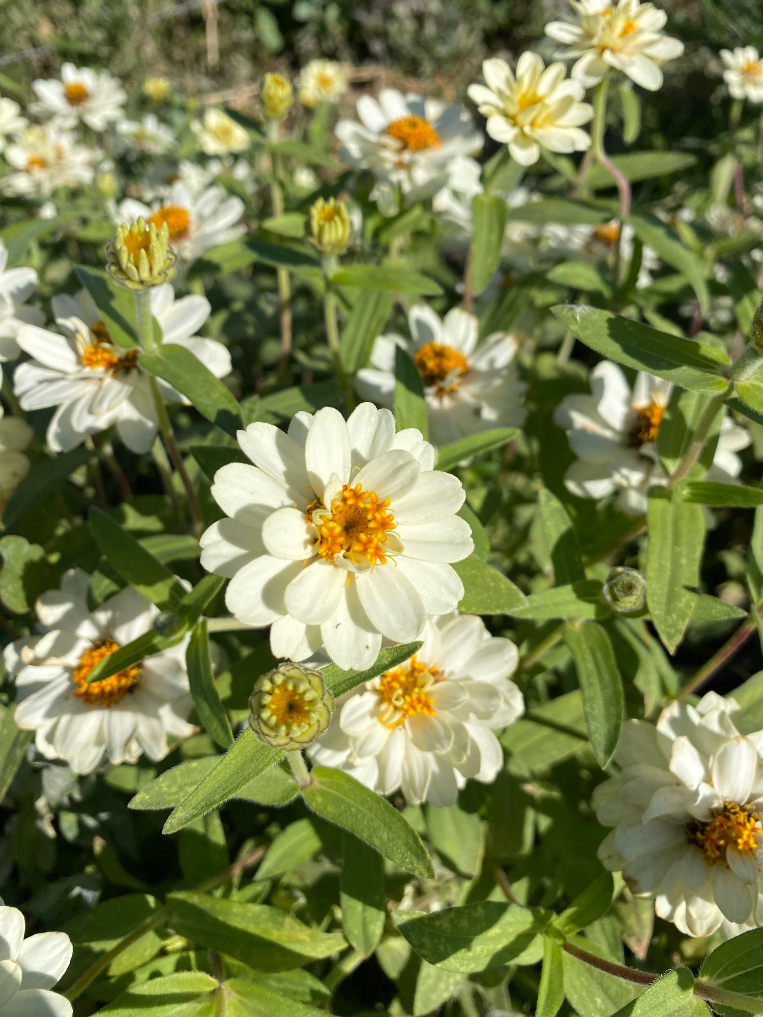 ZINNIA x Profusion Double White