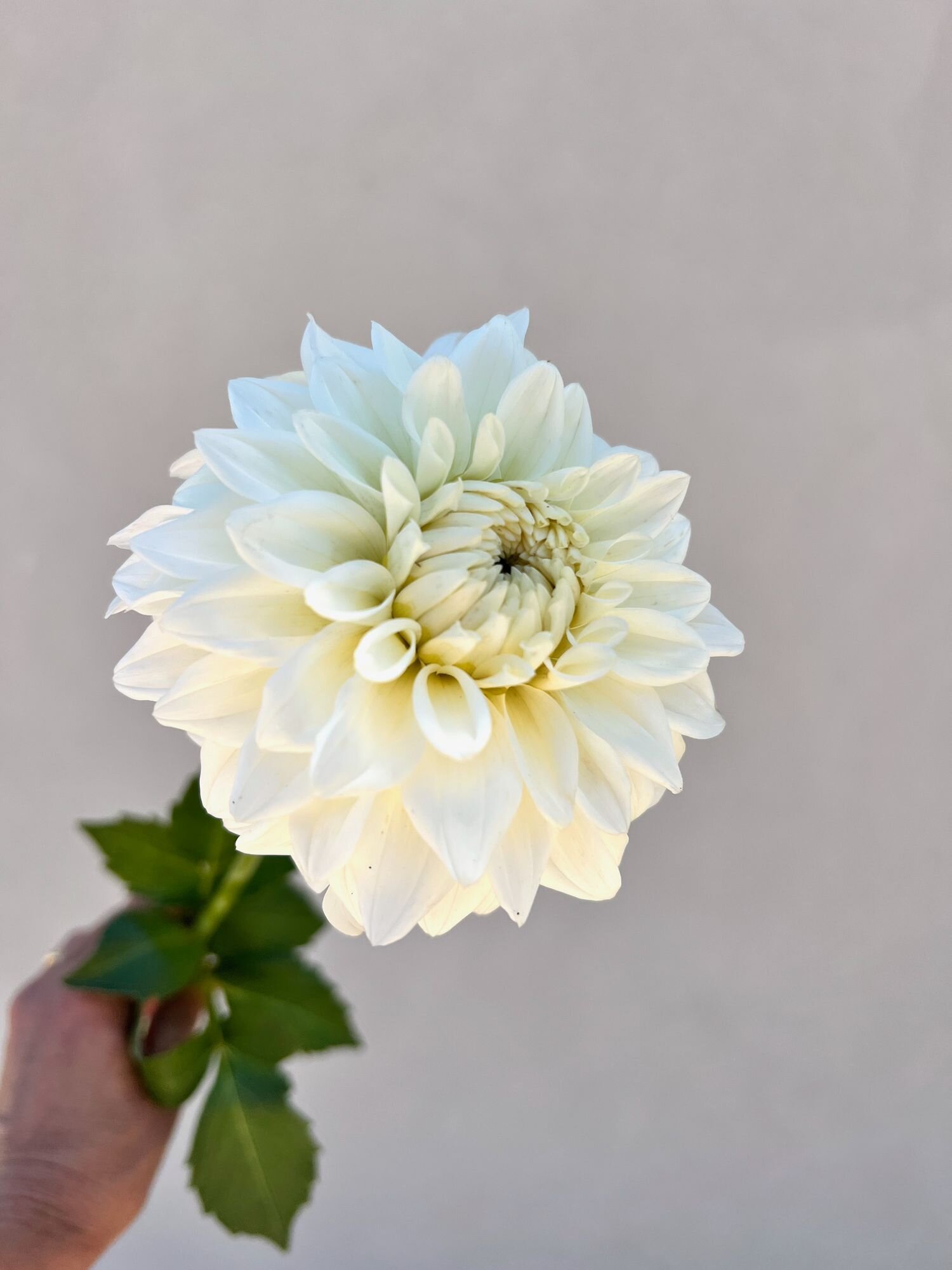 DAHLIA Blizzard