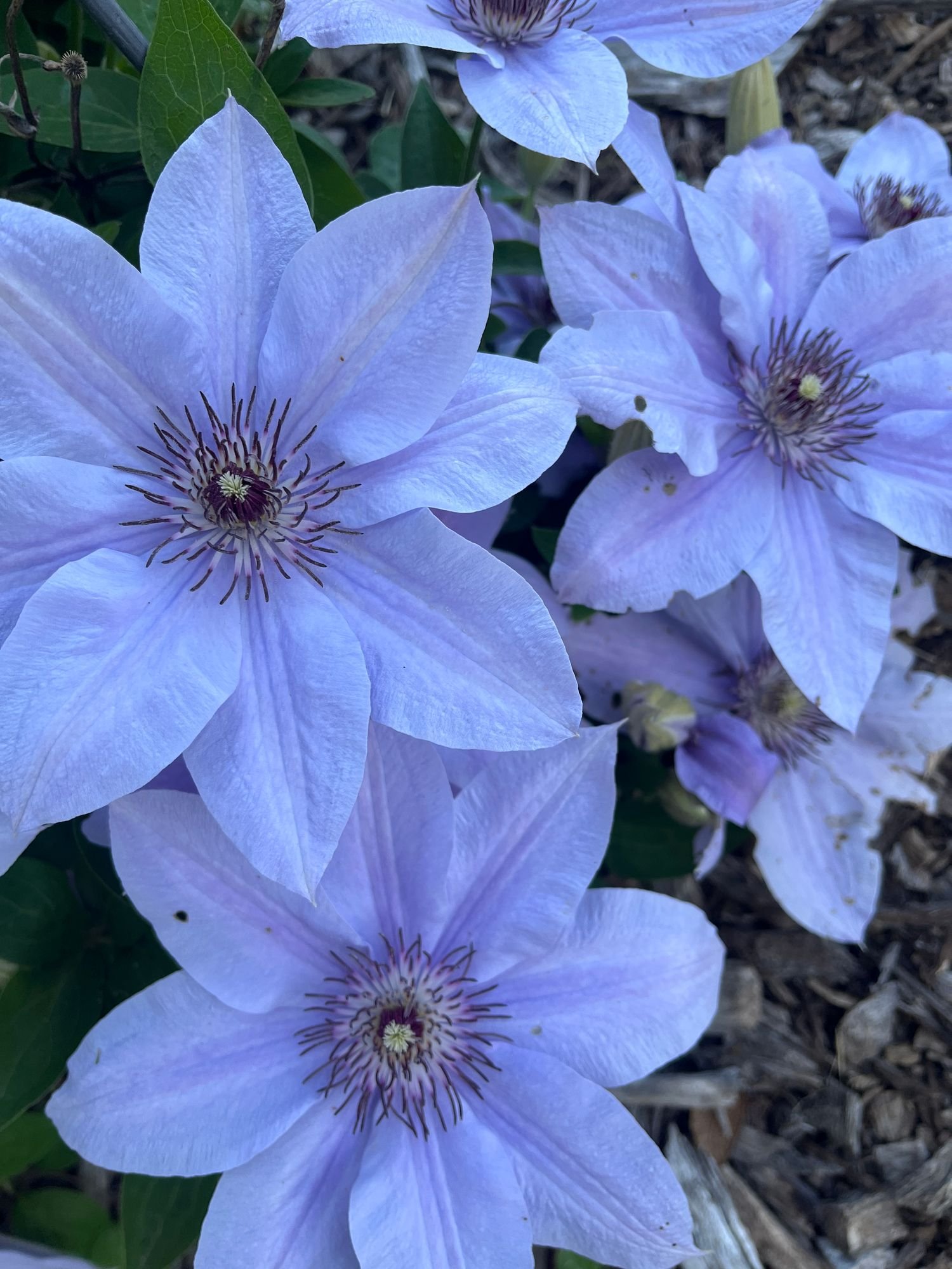 CLEMATIS x