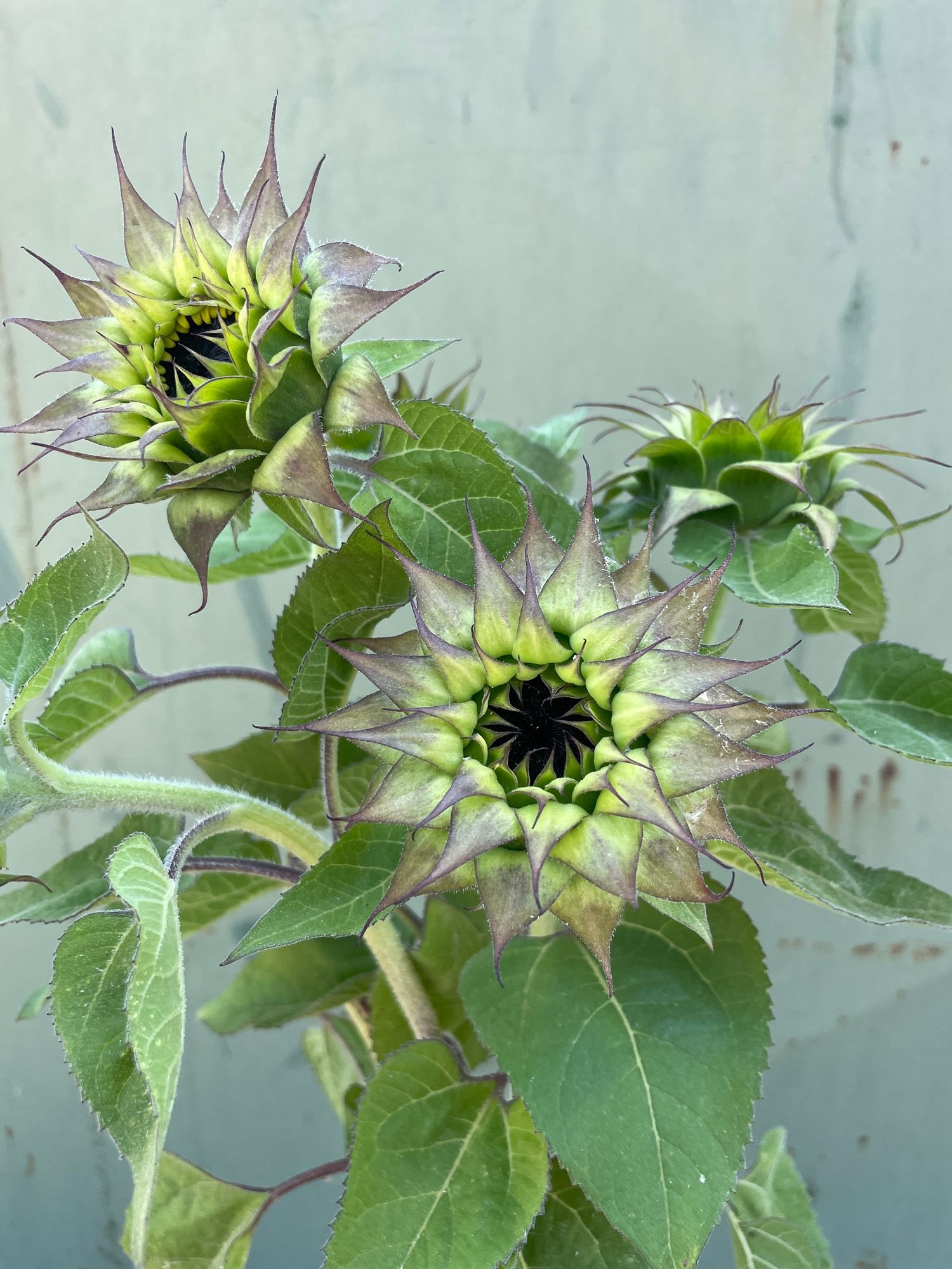 HELIANTHUS annuus SunFill Purple