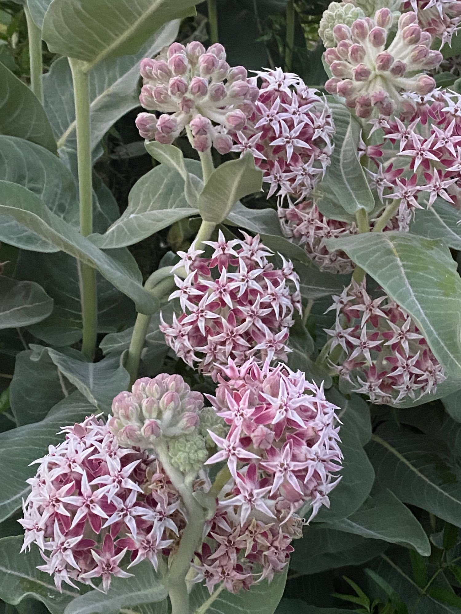 ASCLEPIAS speciosa