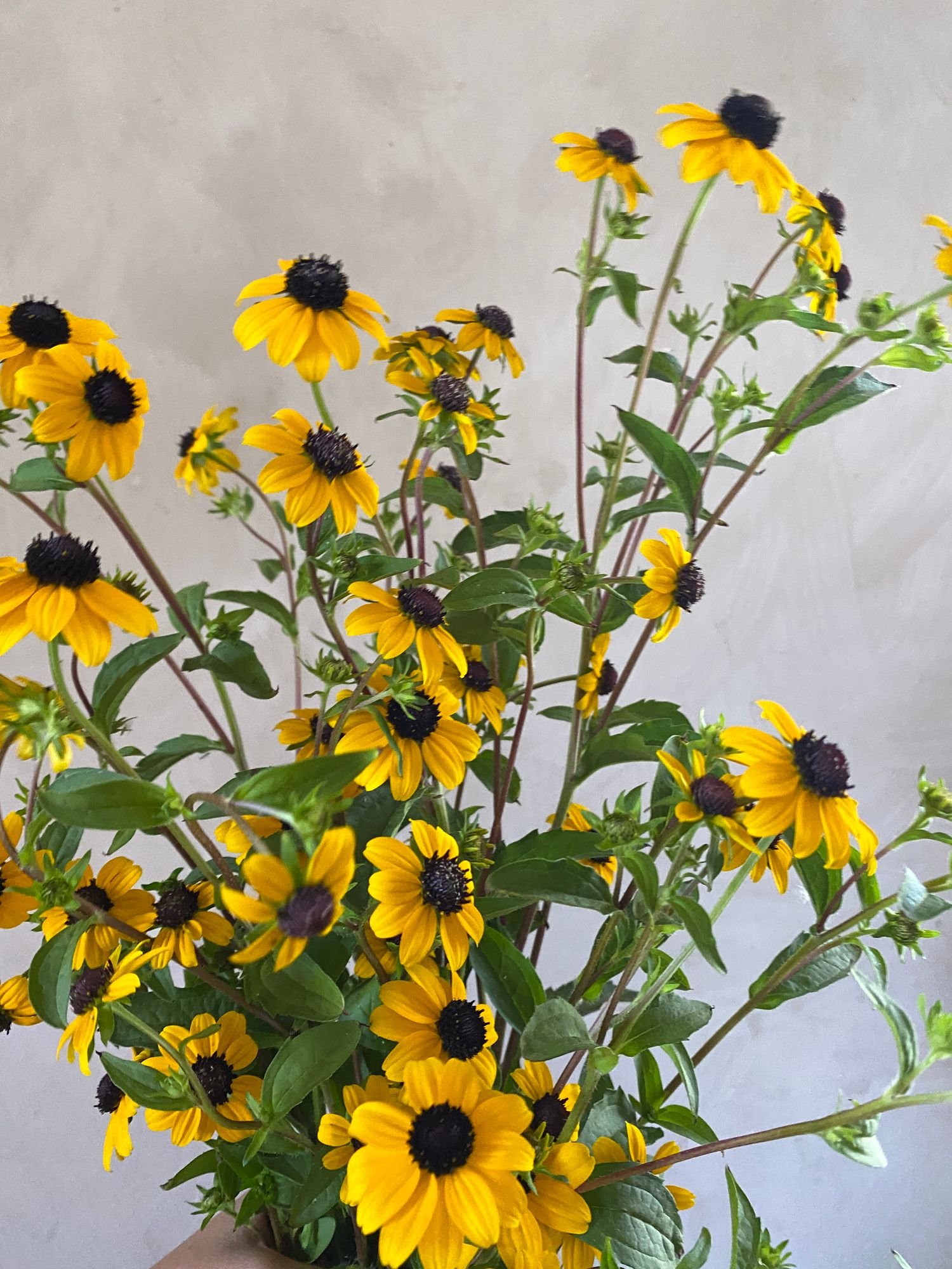 RUDBECKIA triloba