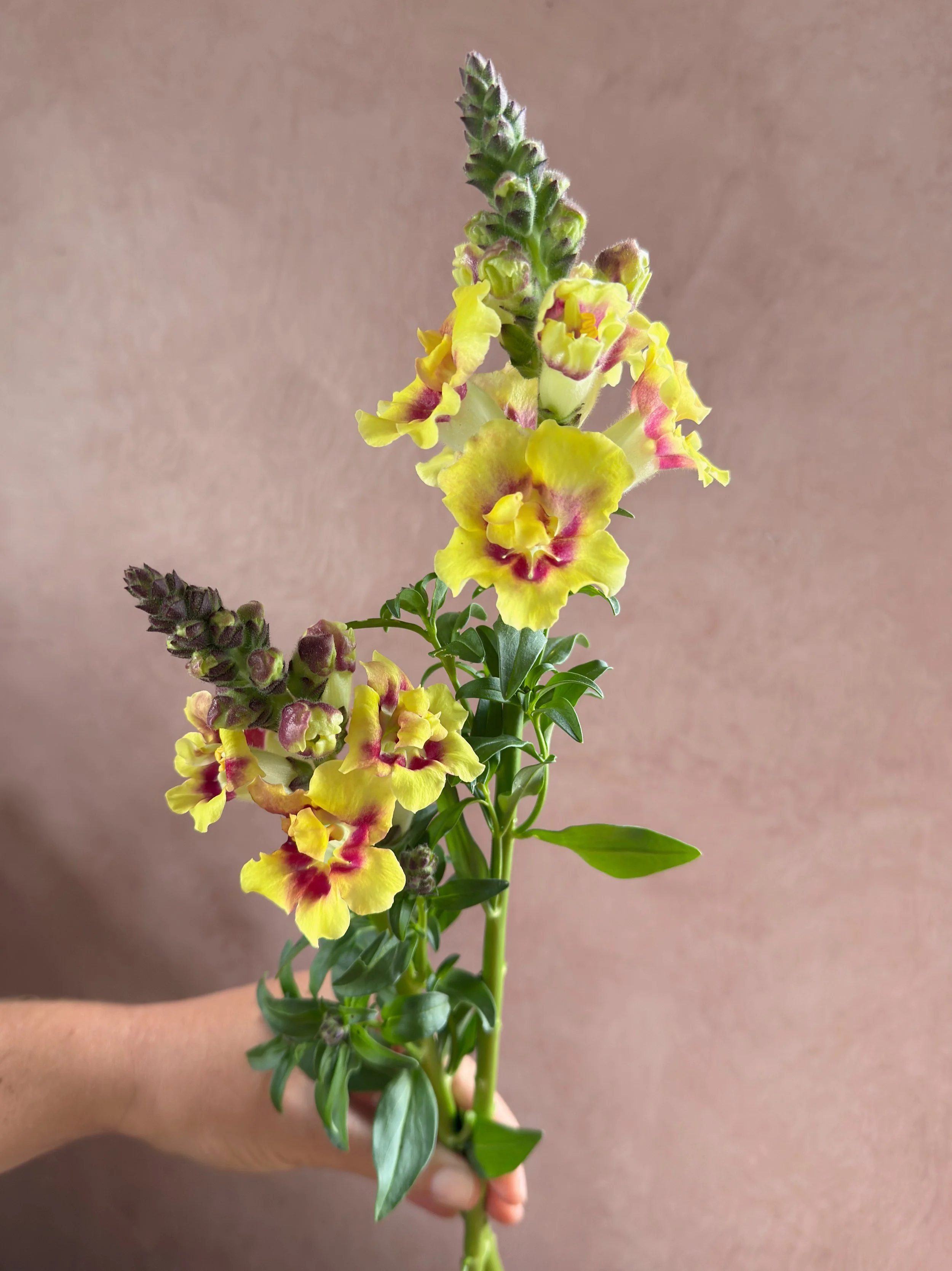 ANTIRRHINUM majus Doubleshot Yellow Red Heart