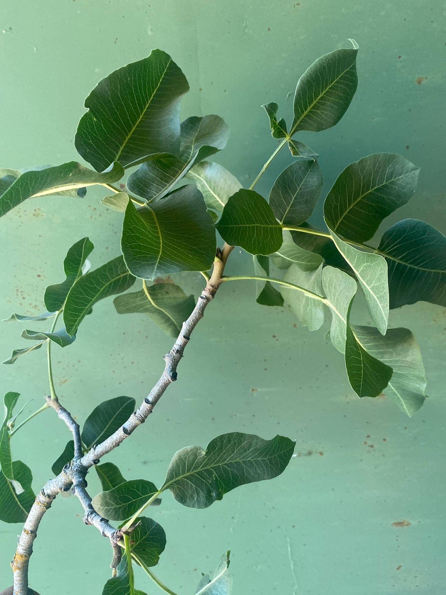 Pistachio Foliage