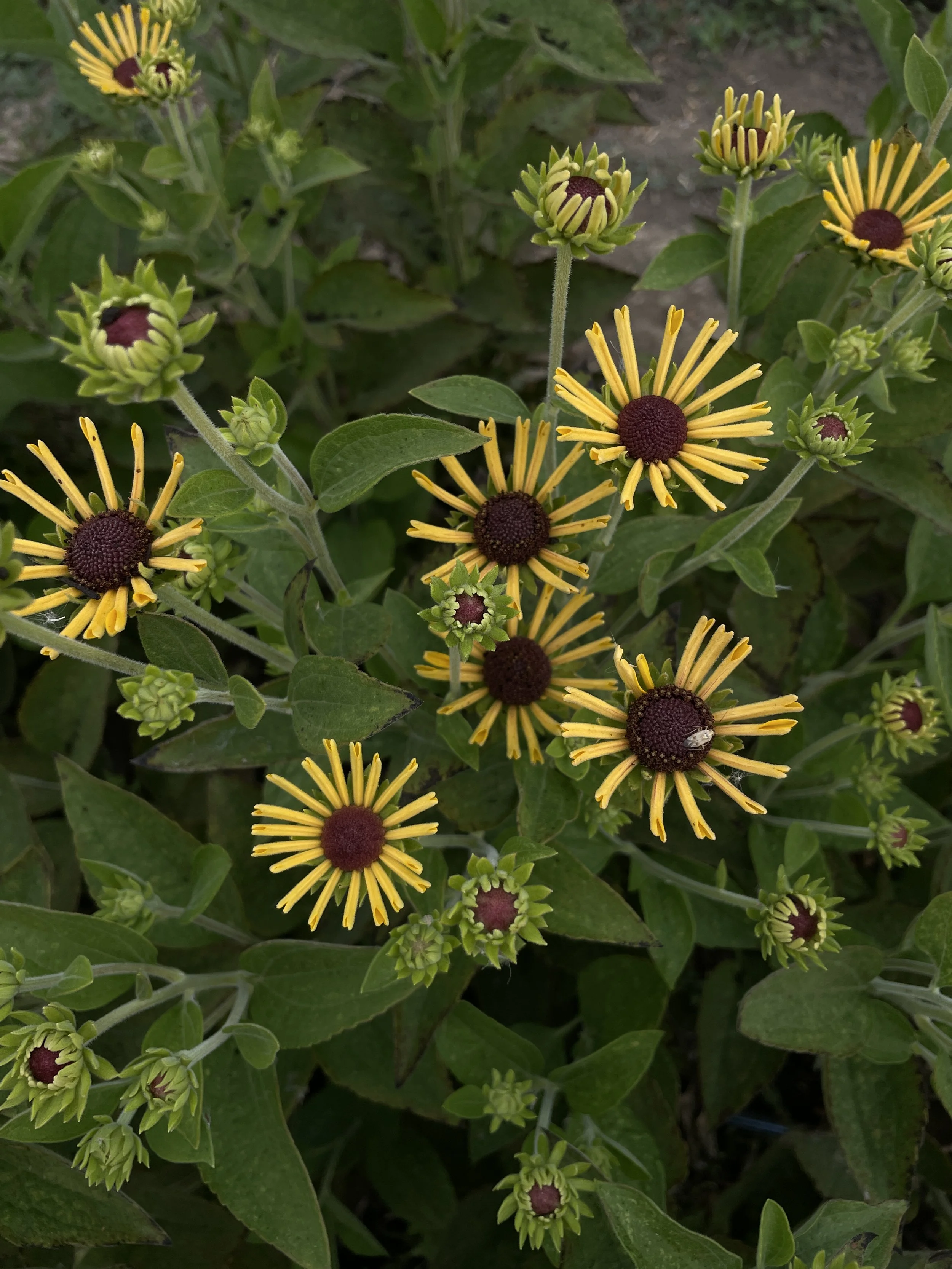 RUDBECKIA subtomentosa Henry Eilers