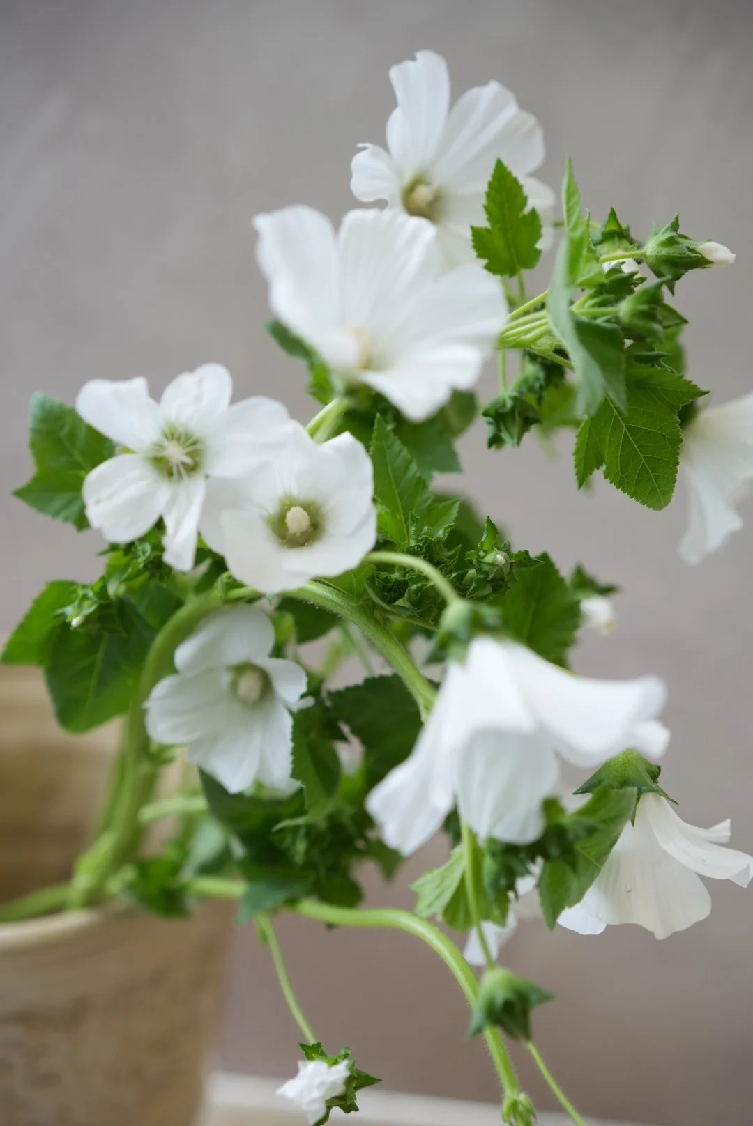 LAVATERA trimestris Mont Blanc