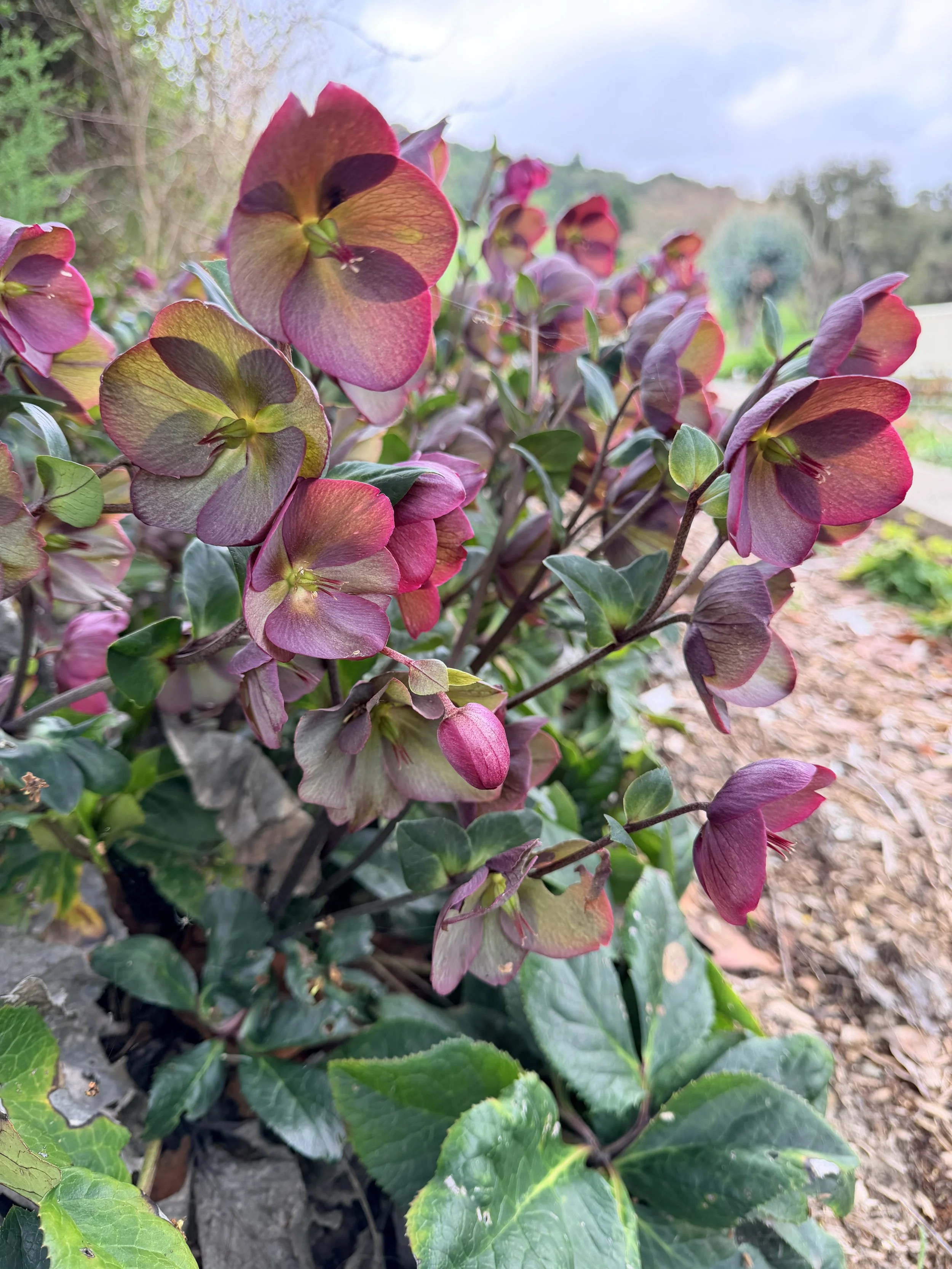 HELLEBORUS x lemperii HGC Winter Ballet Leona