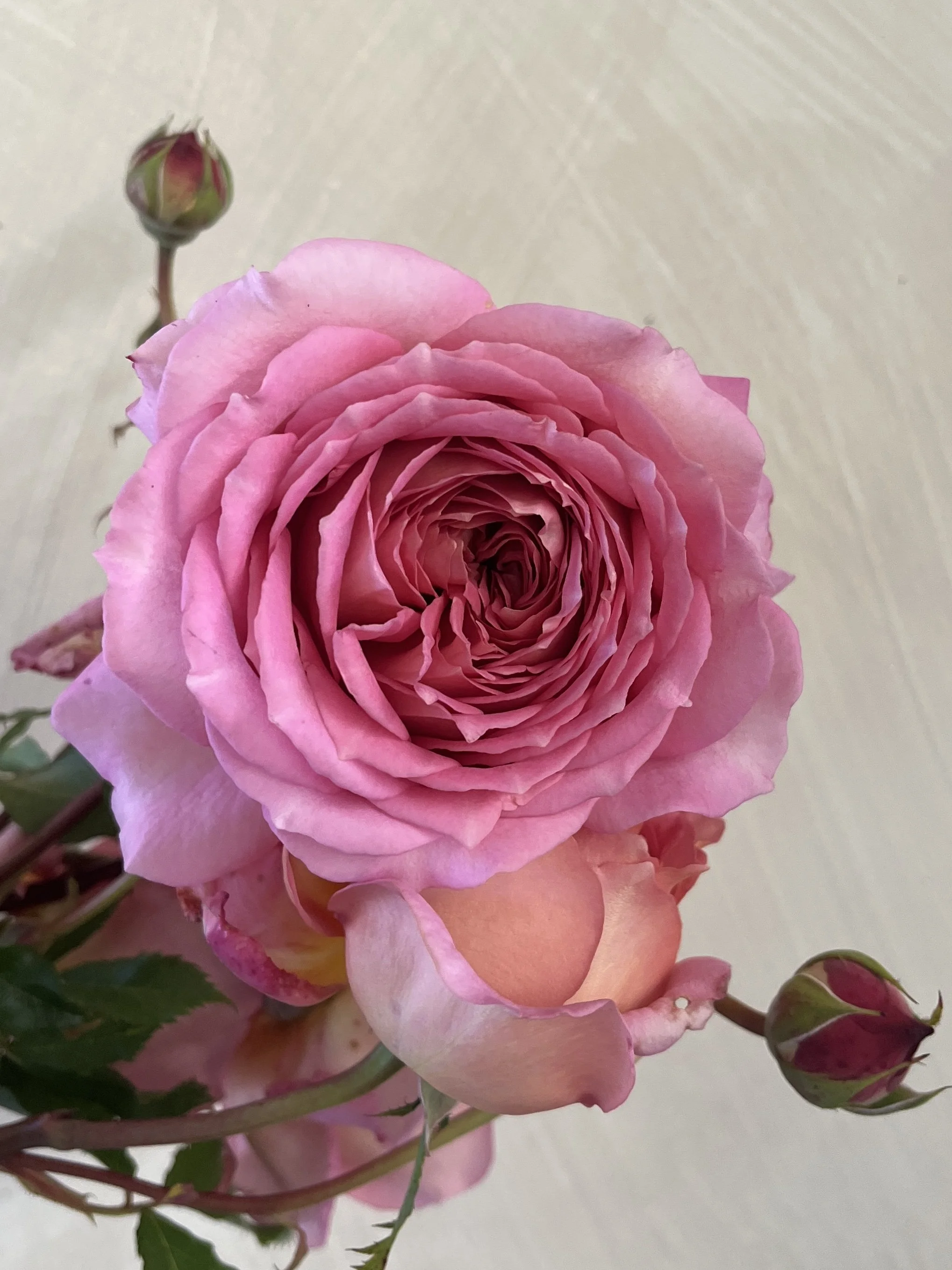 ROSA hybrida Jubilee Celebration