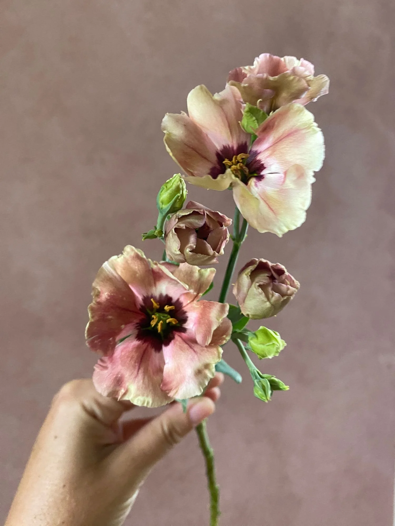 EUSTOMA grandiflorum Puccino Chocolate