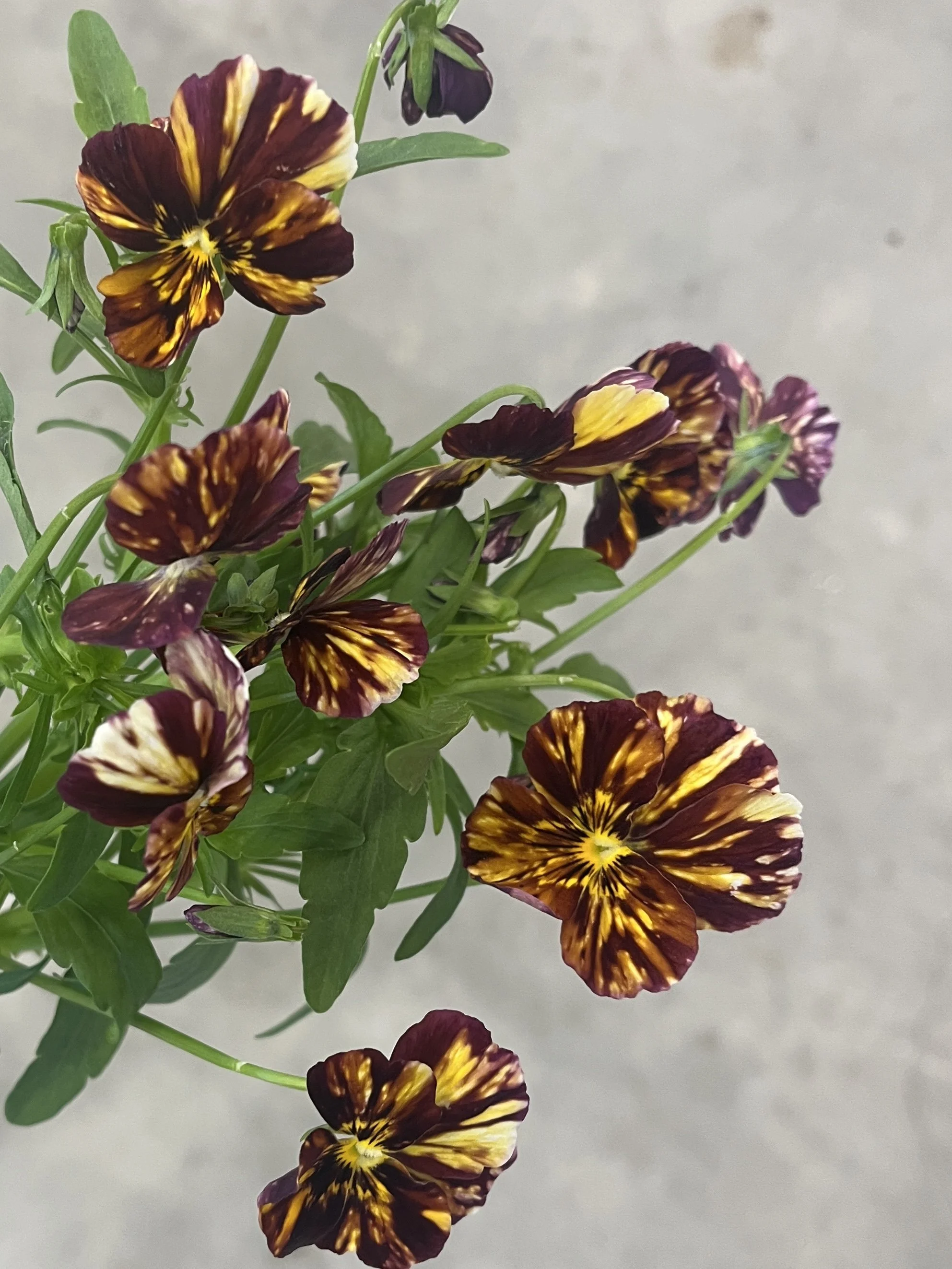 VIOLA cornuta Brush Strokes