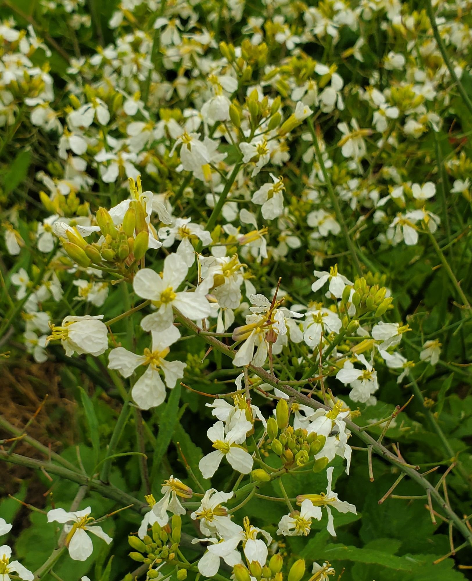 Radish 'White' $11 bu