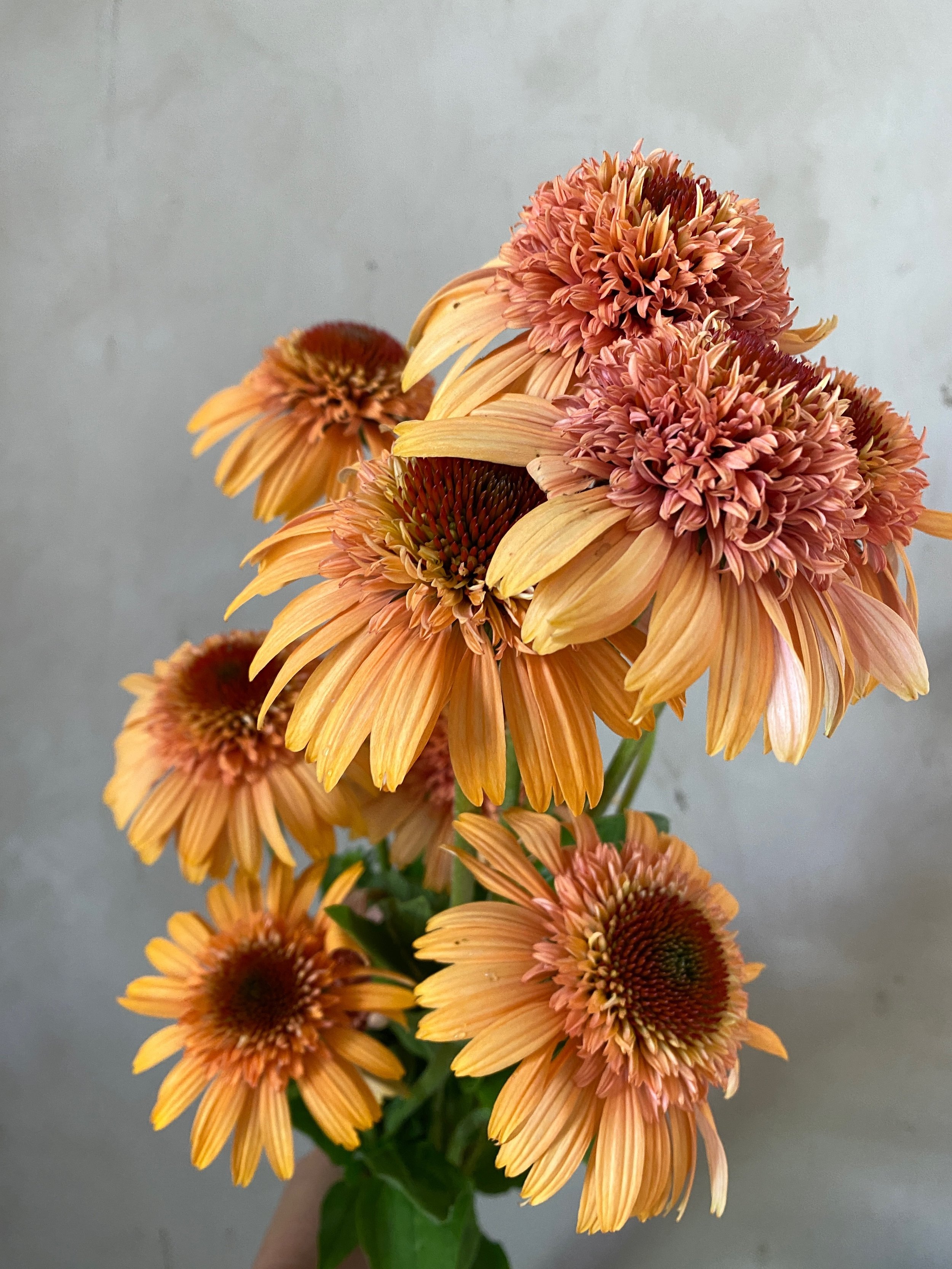 ECHINACEA purpurea Supreme Cantaloupe