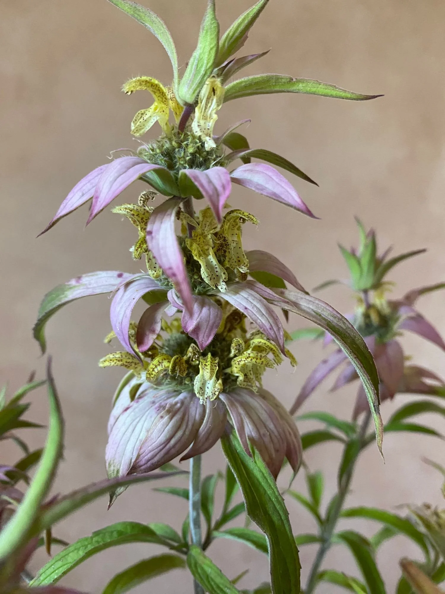 MONARDA punctata