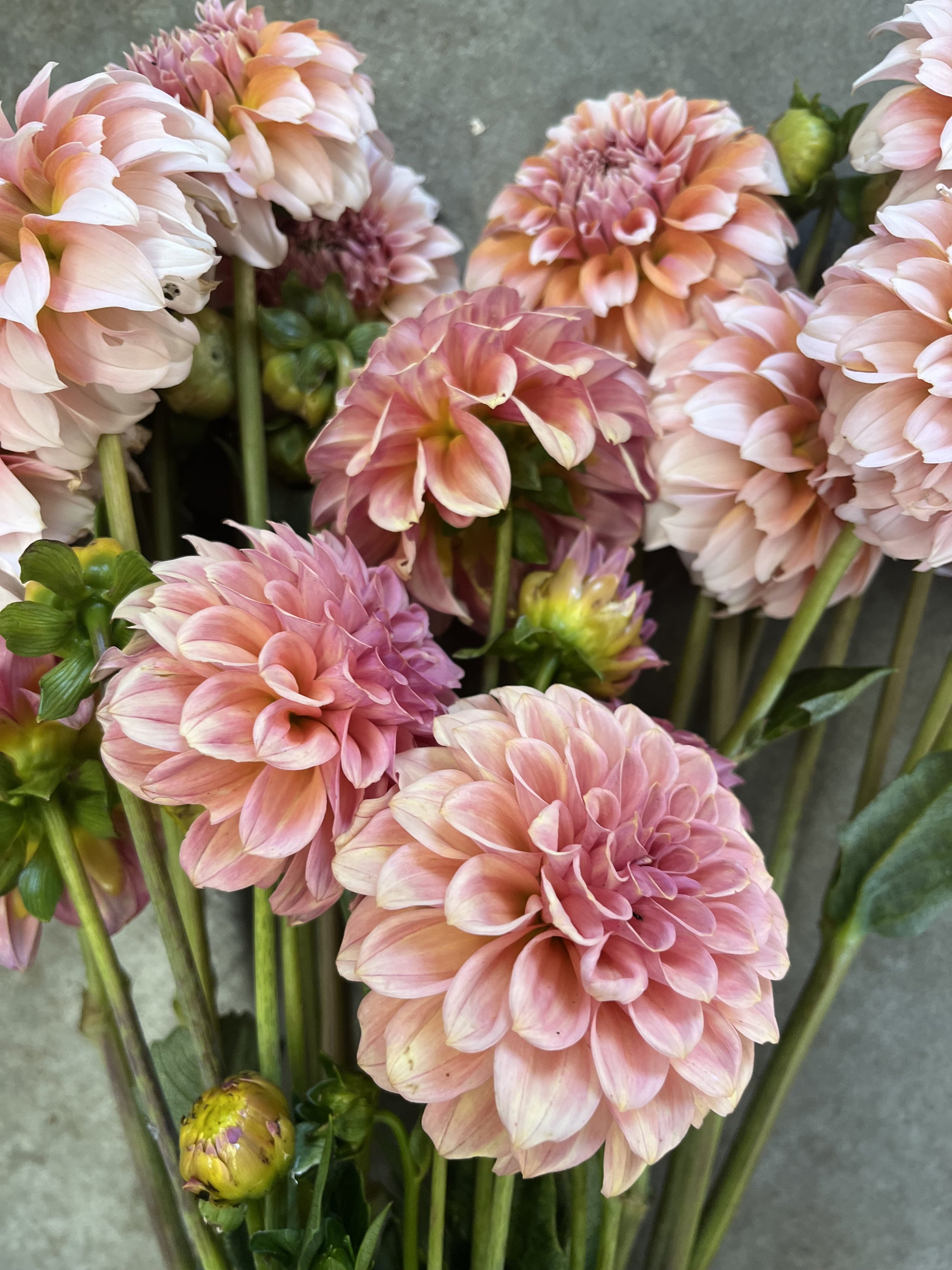 Dahlia 'Rock Run Ashley'