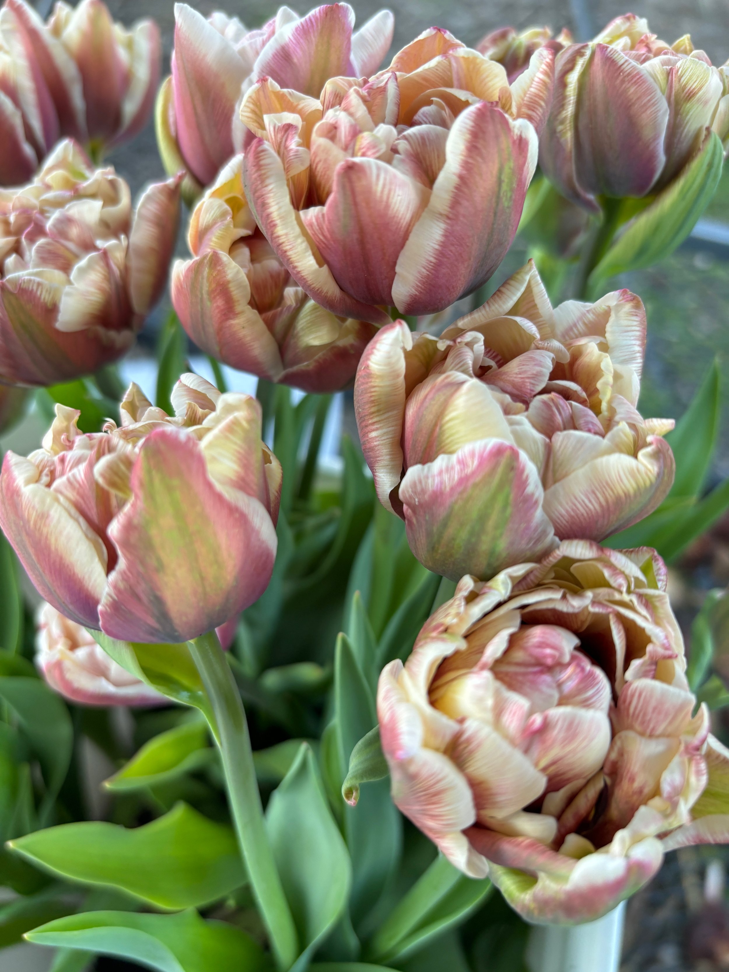 Tulip 'Wyndham'