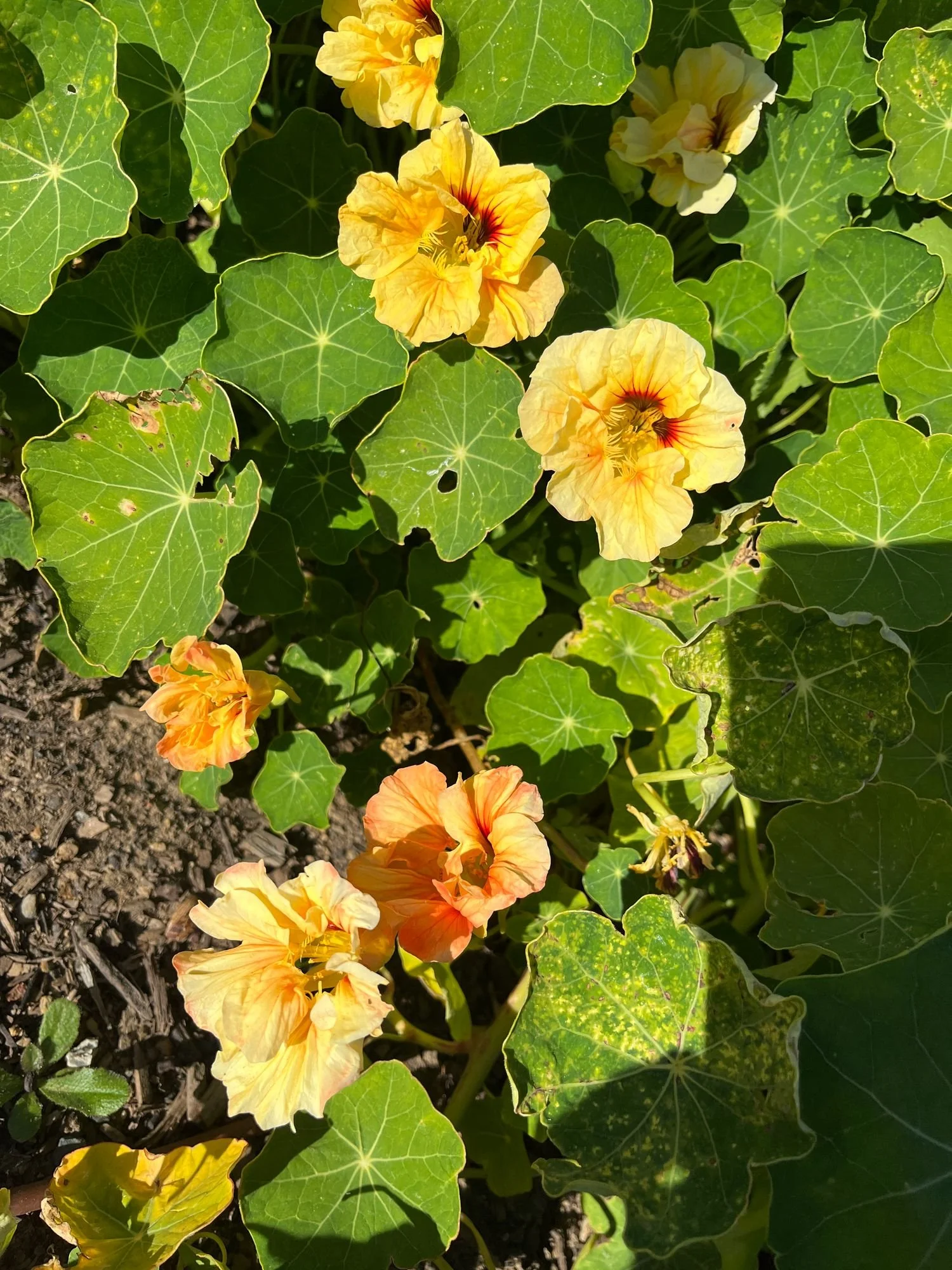 TROPAEOLUM majus Gleam Salmon