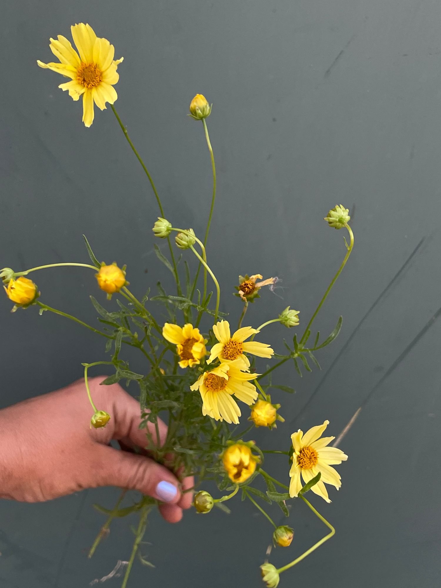 COREOPSIS x Creme Brulee