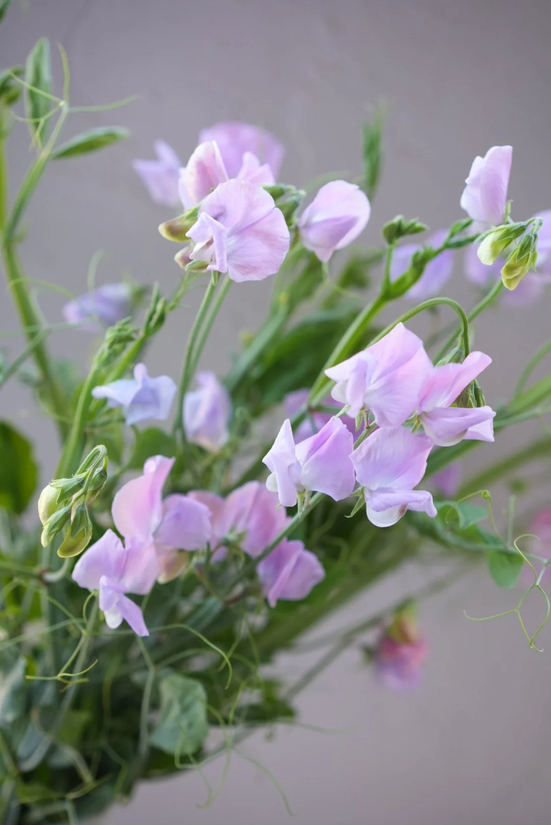 LATHYRUS odoratus Light Purple Mix