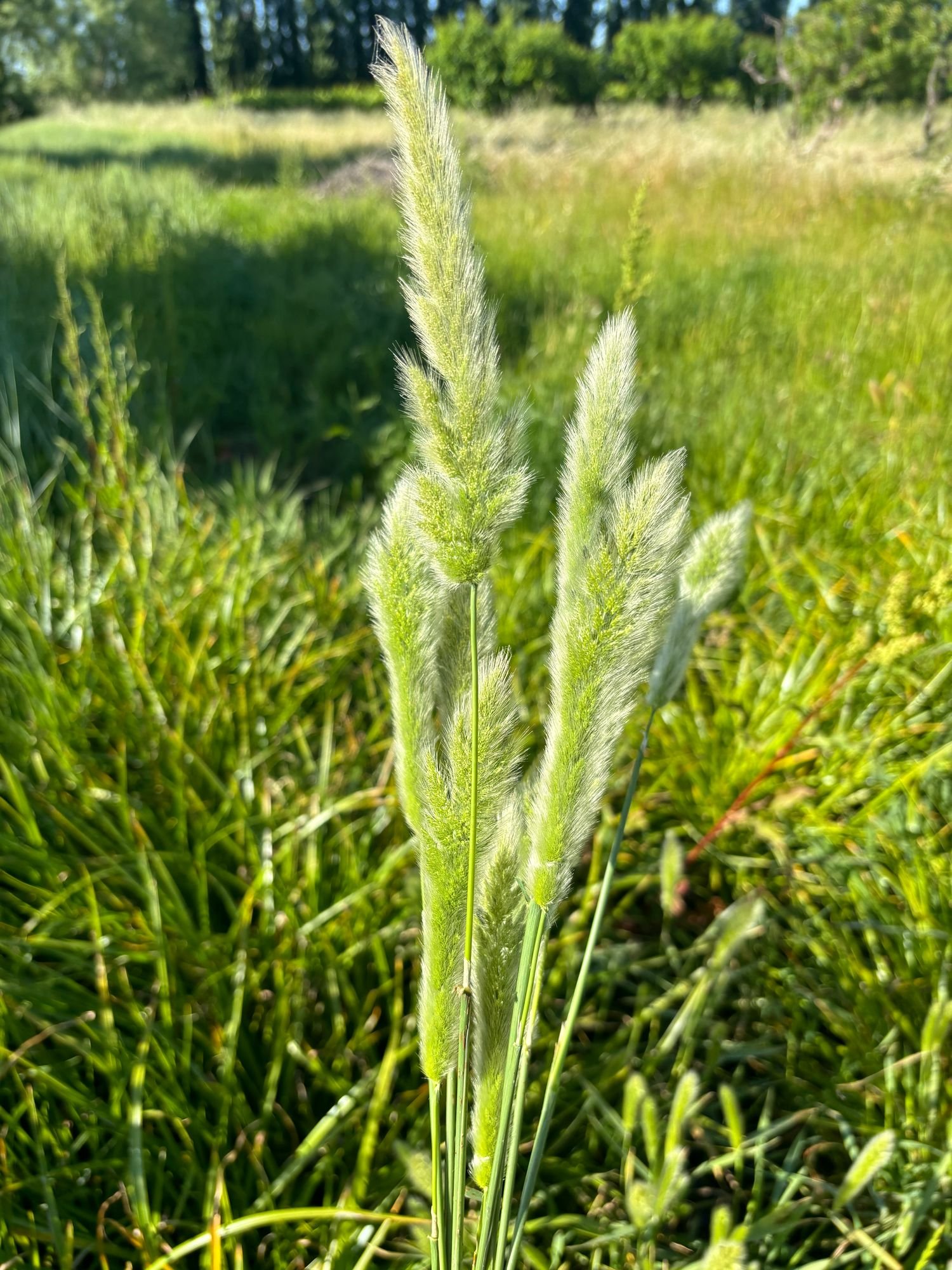Beard Grass $11 bu