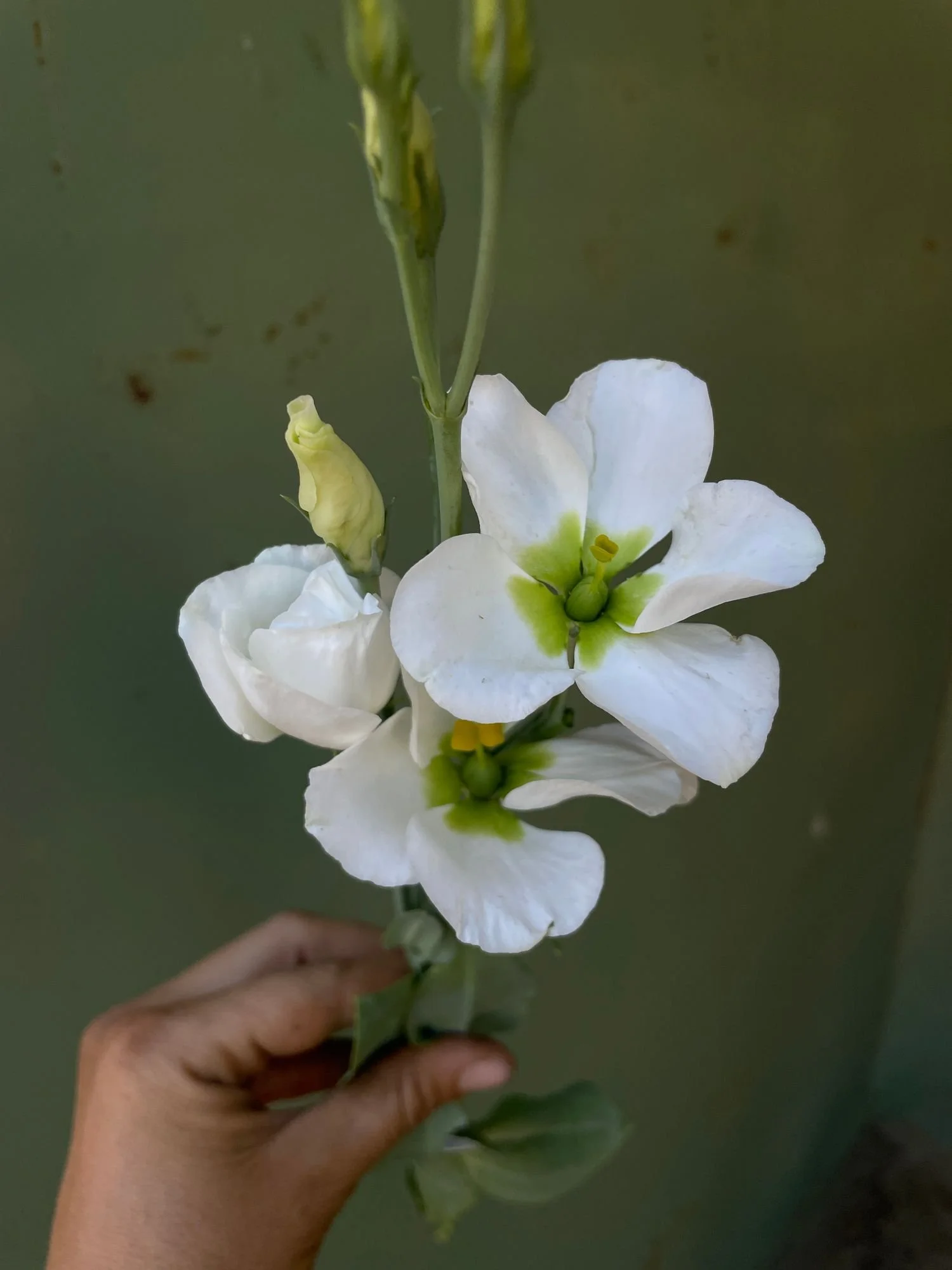 EUSTOMA grandiflorum Solo Pure White