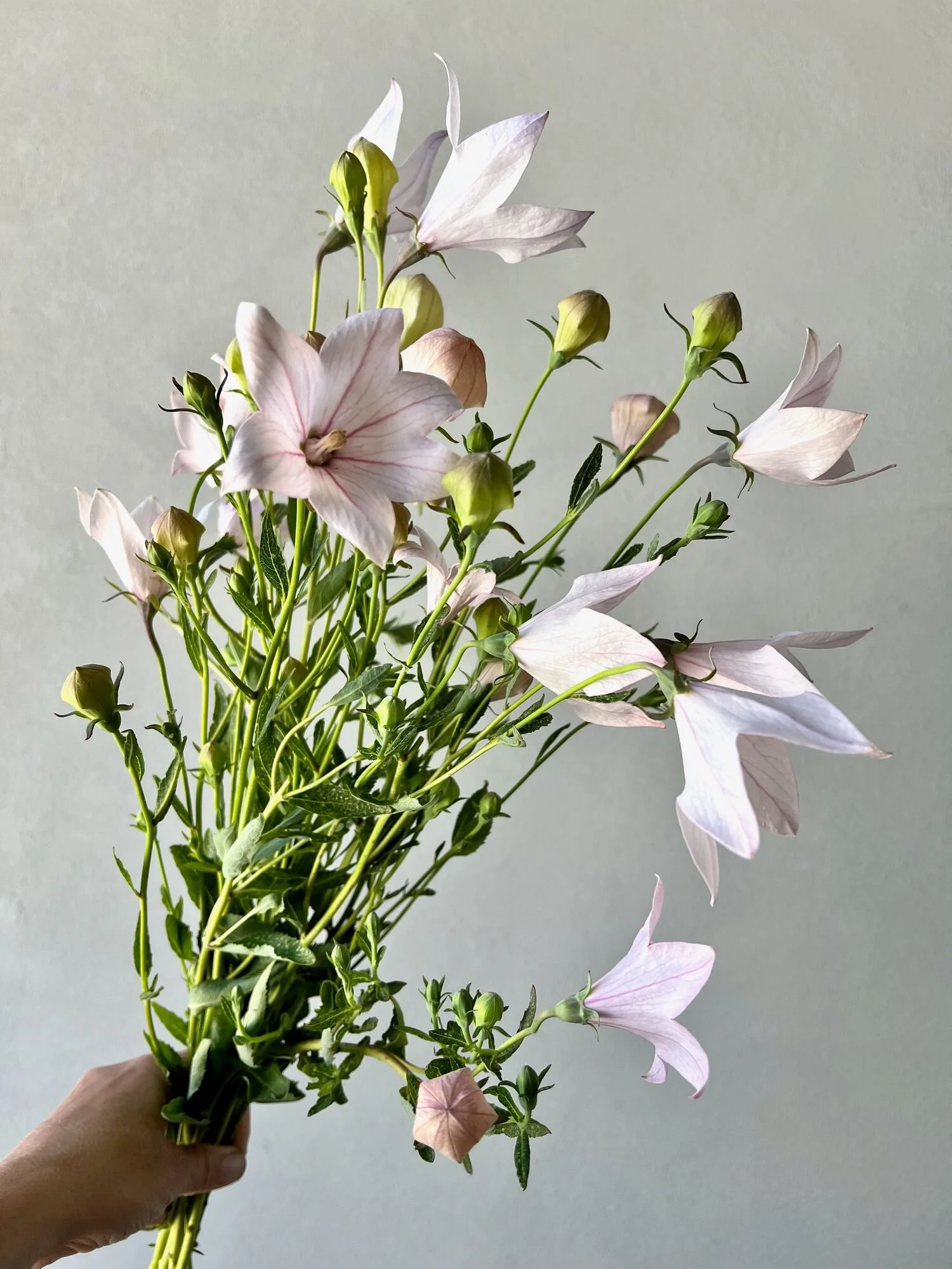 PLATYCODON grandiflorus Fuji Pink