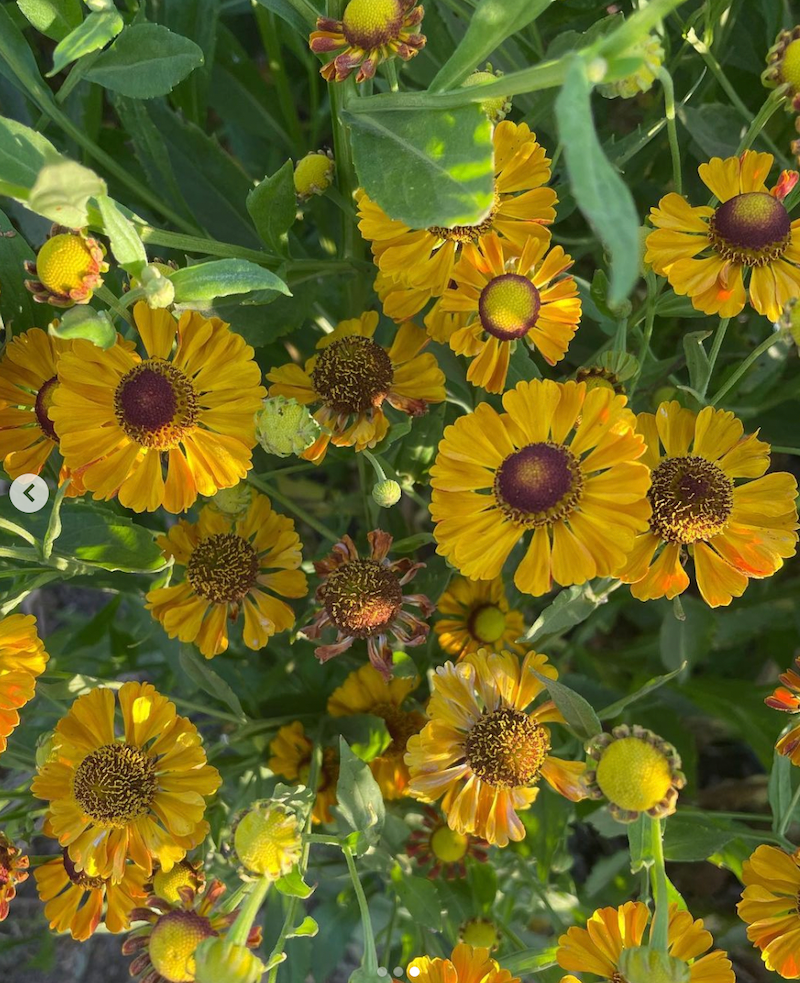 HELENIUM x Rauchtopas