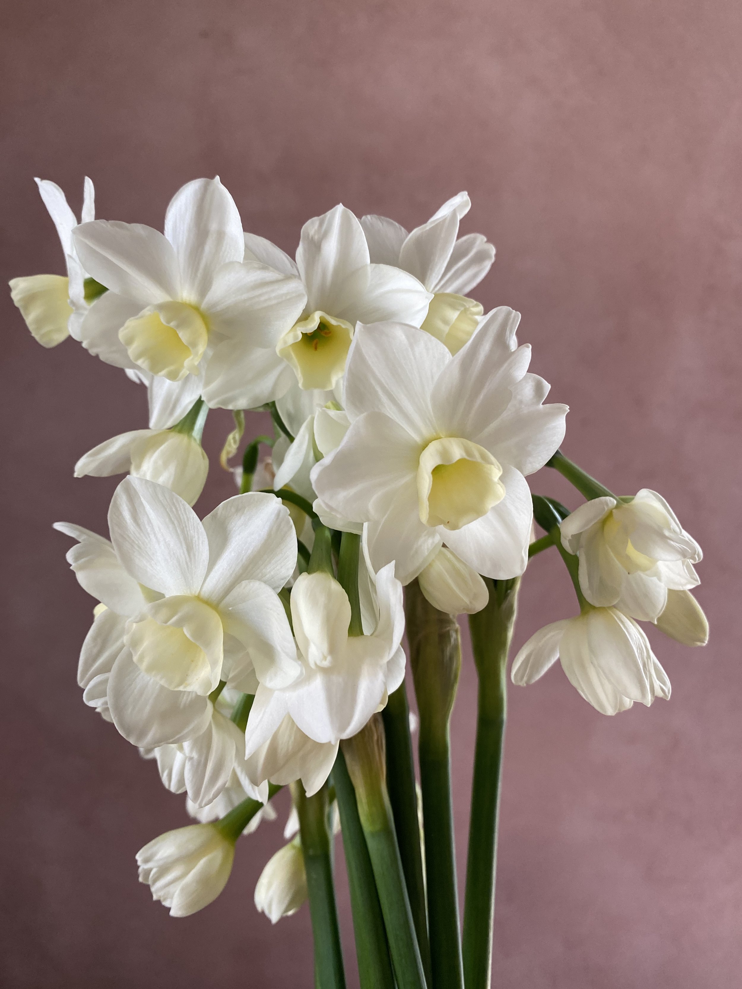 Narcissus