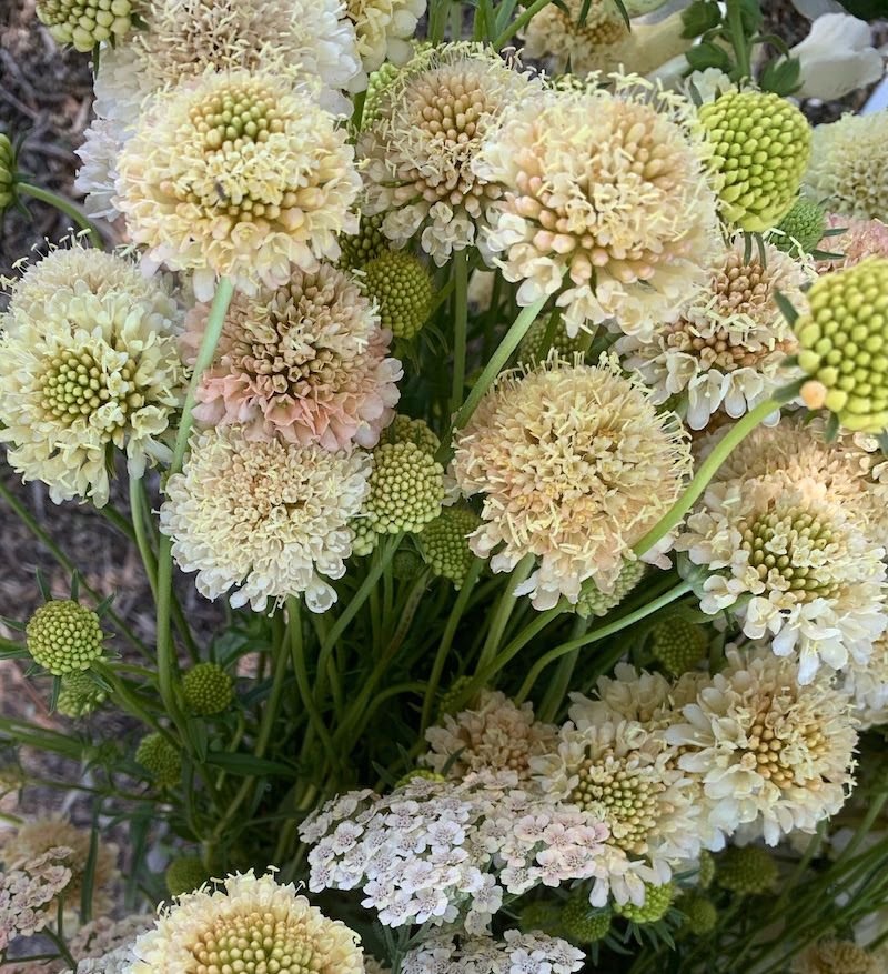 SCABIOSA atropurpurea Fata Morgana