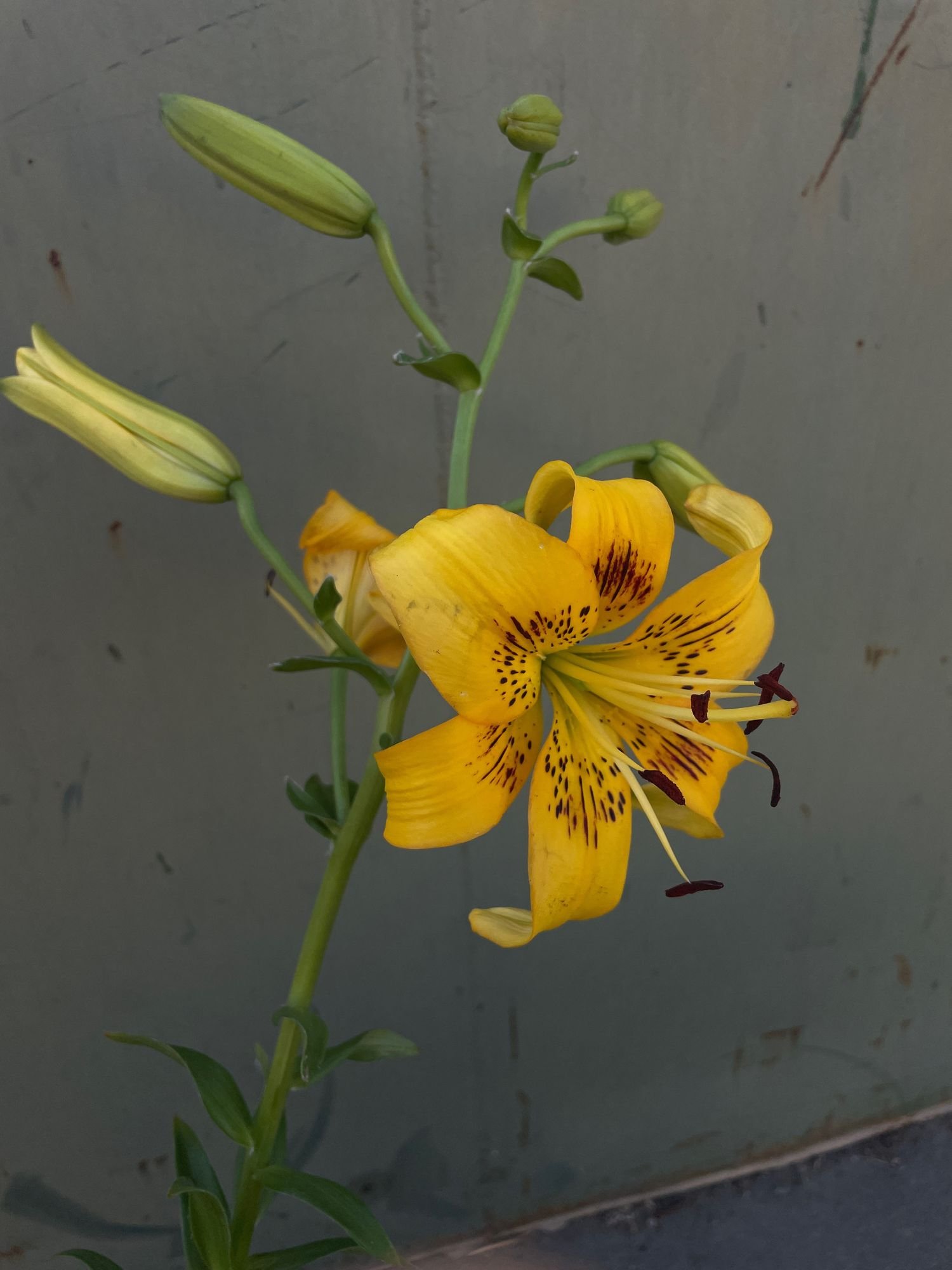 LILIUM Citronella