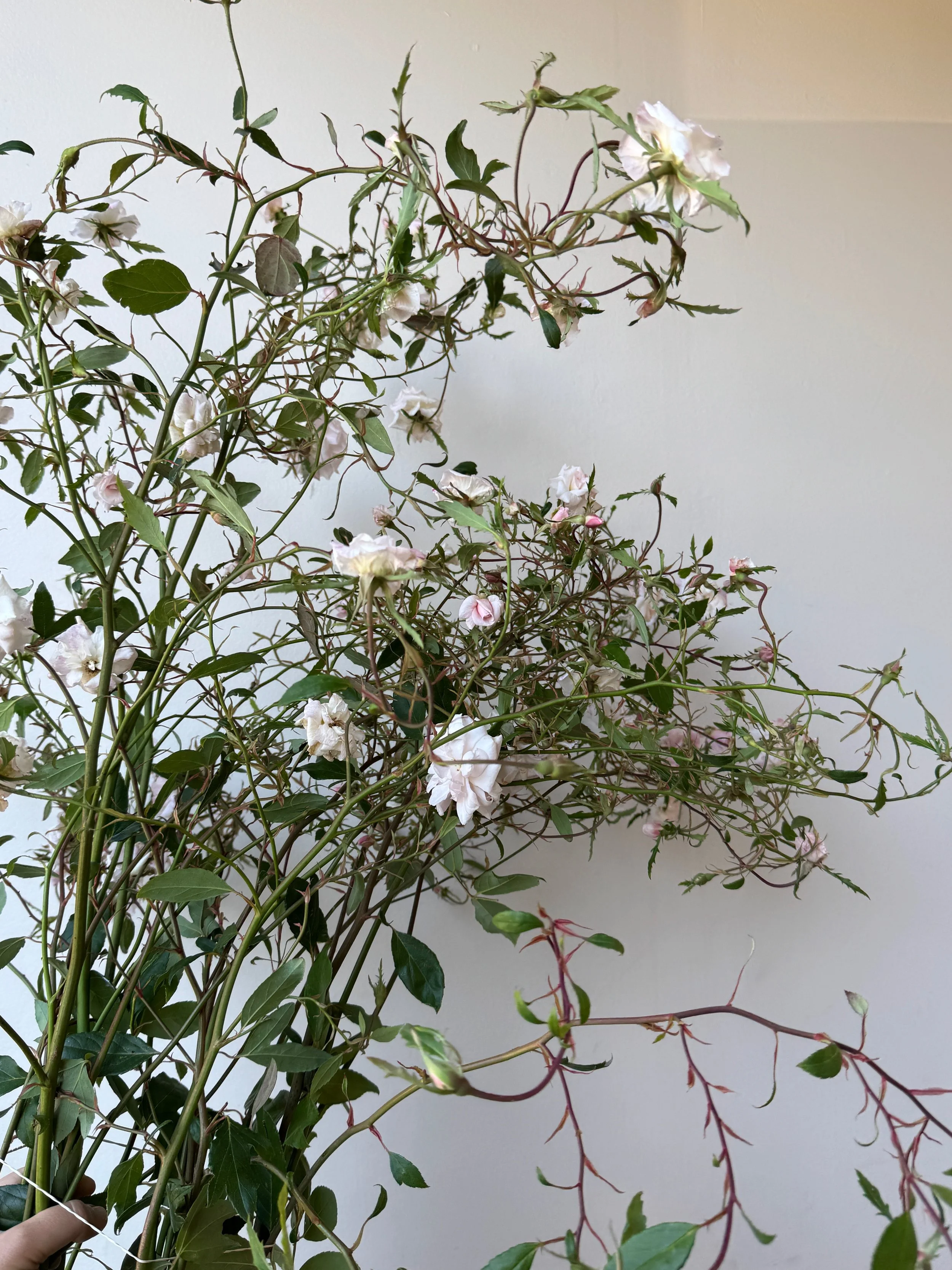 ROSA Cl Cecile Brunner (Advanced Order only)