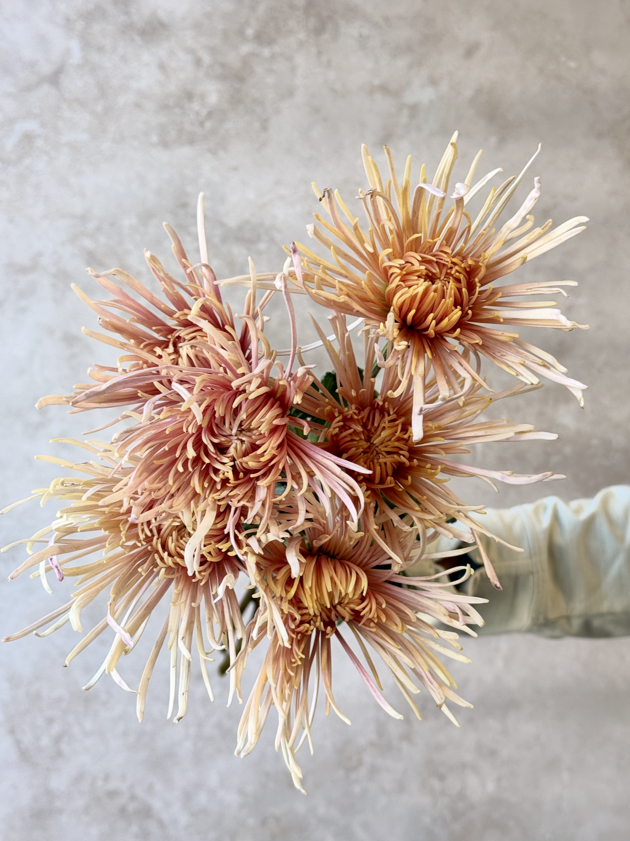 CHRYSANTHEMUM x King's Delight