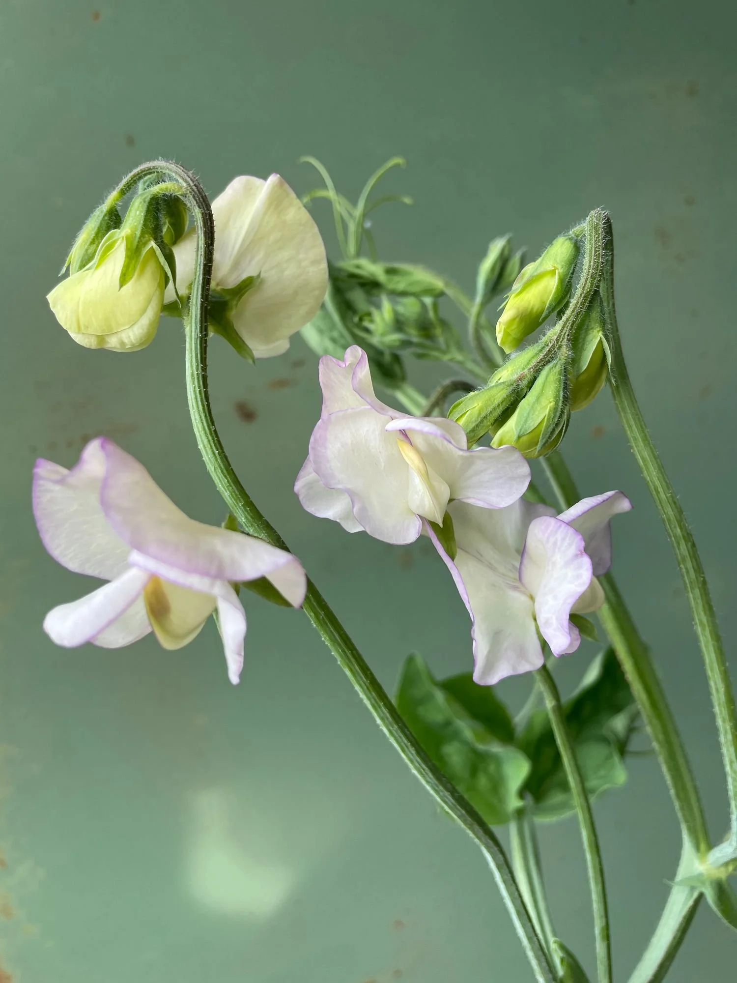 Sweet Pea 'High Scent'