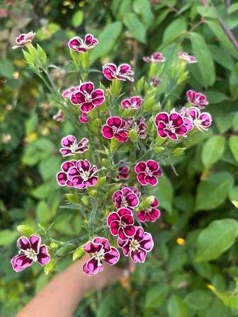 DIANTHUS caryophyllus Raffine Petit Faye