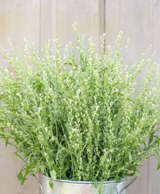 LEPIDIUM sativum (Cress)
