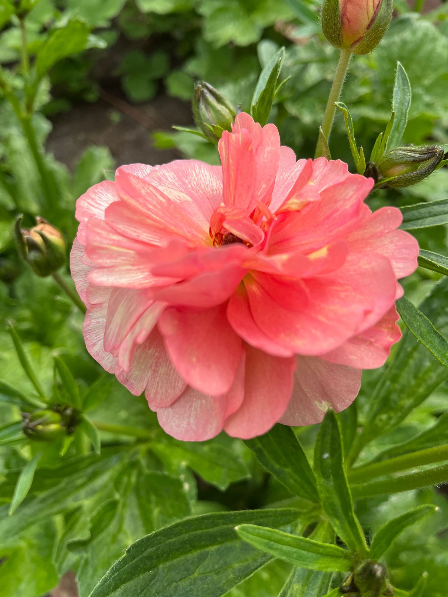 Butterfly Ranunculus 'Eris'