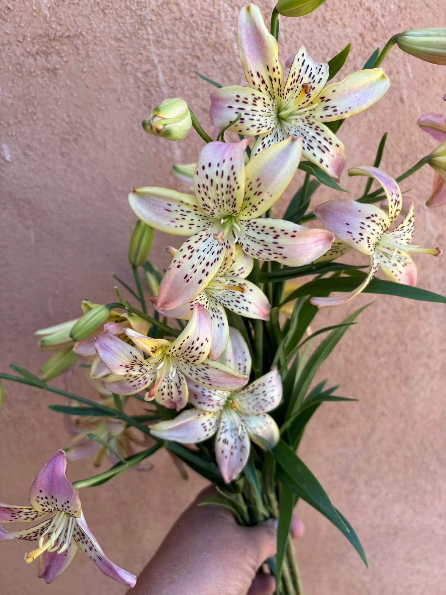Tiger Lilly 'Corsage'