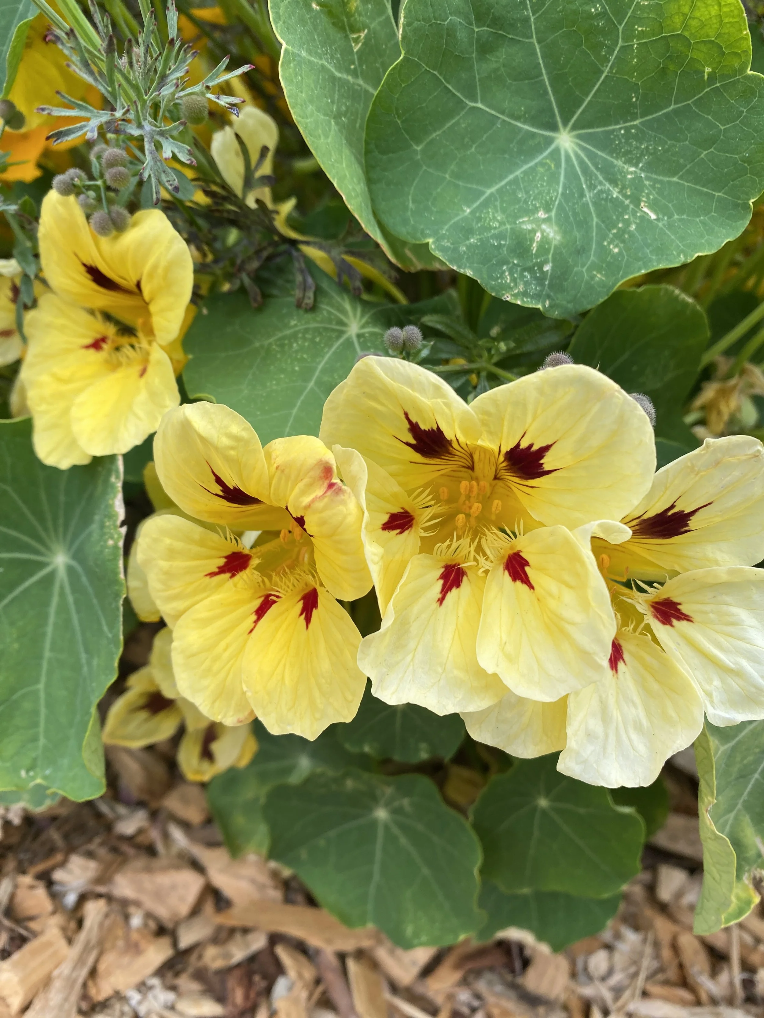 Nasturtium