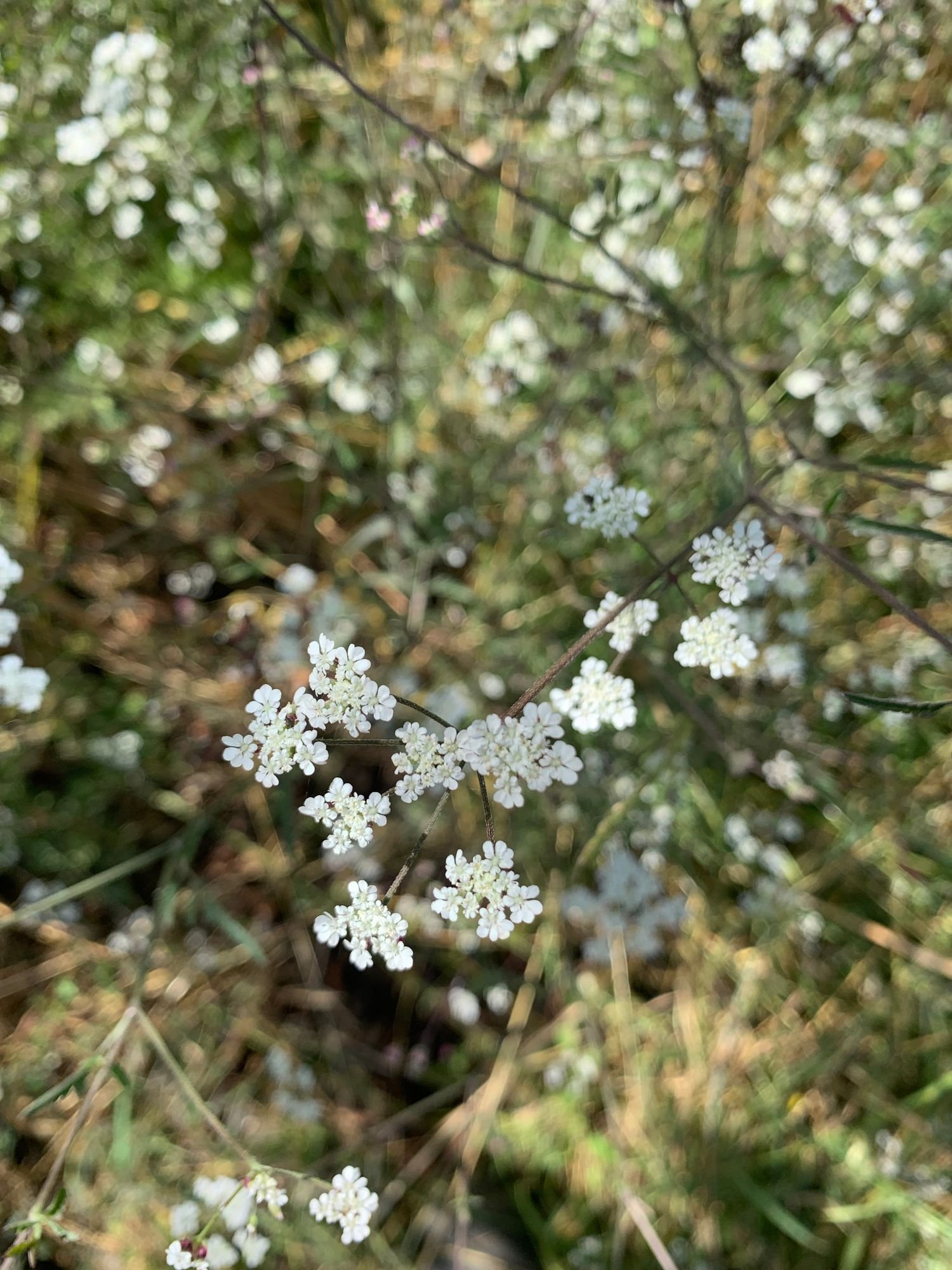Hedge Parsley
