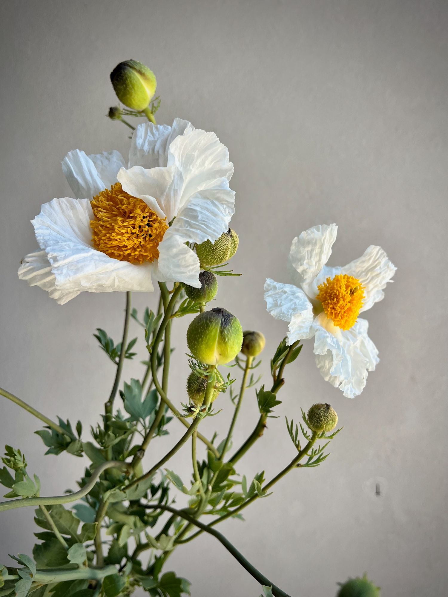 ROMNEYA coulteri