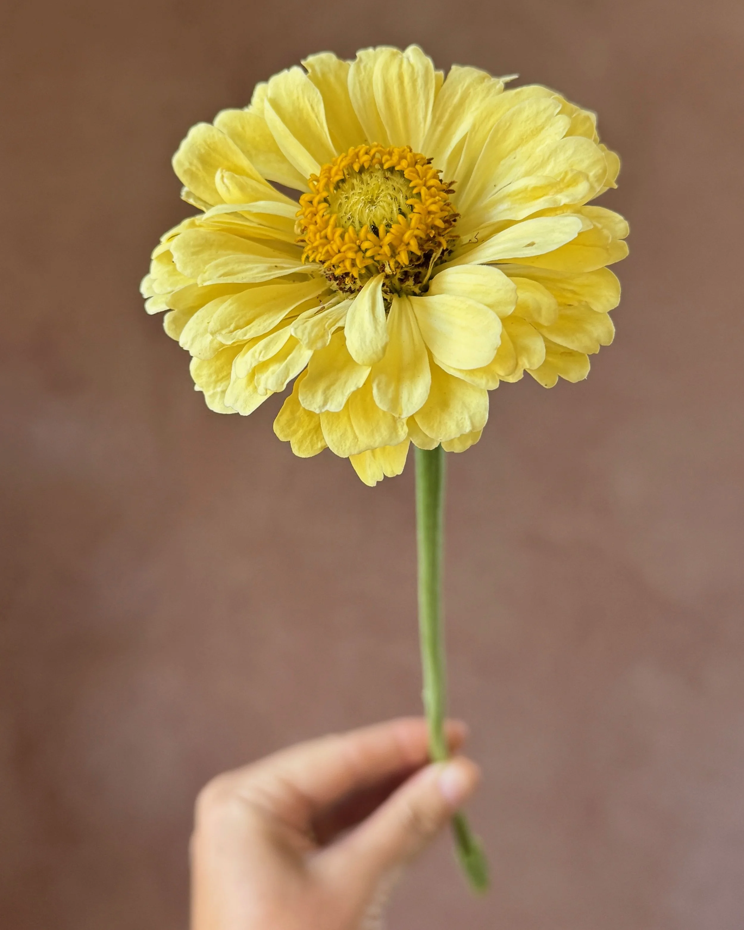 ZINNIA elegans Isabellina